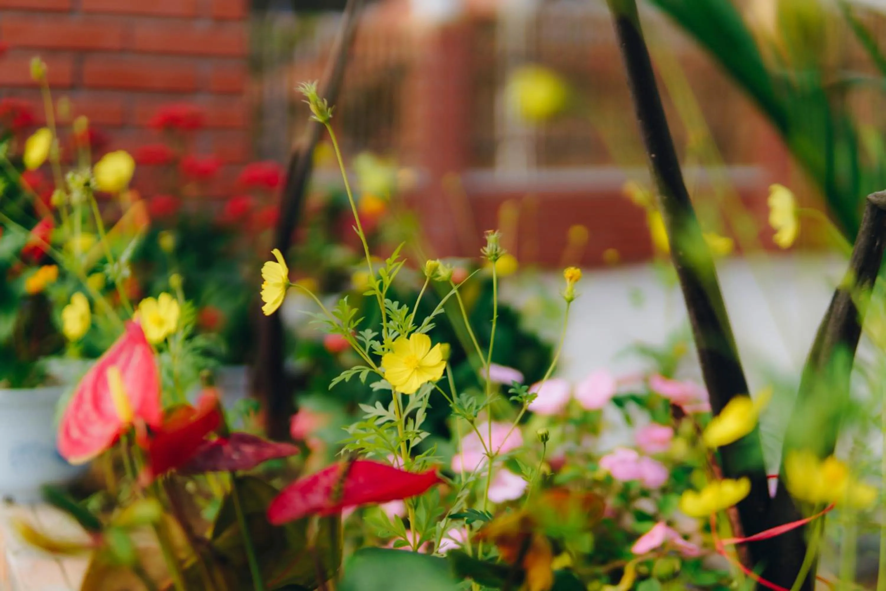 Garden in Phong Nha Love Homestay