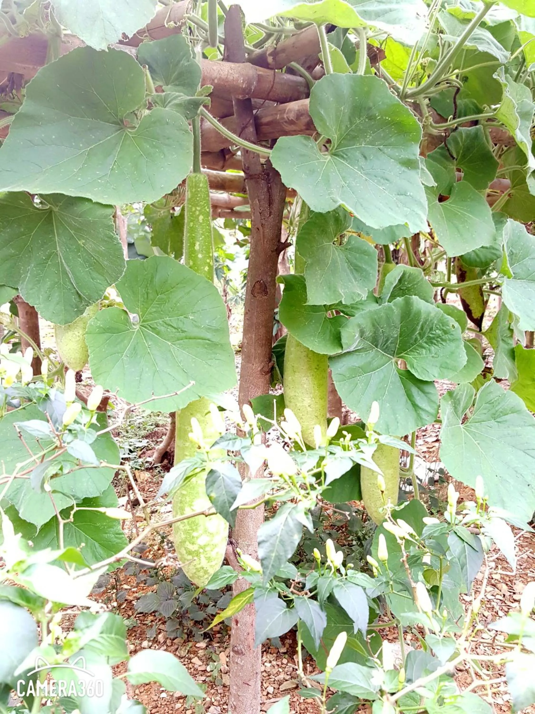 Natural landscape in Phong Nha Love Homestay