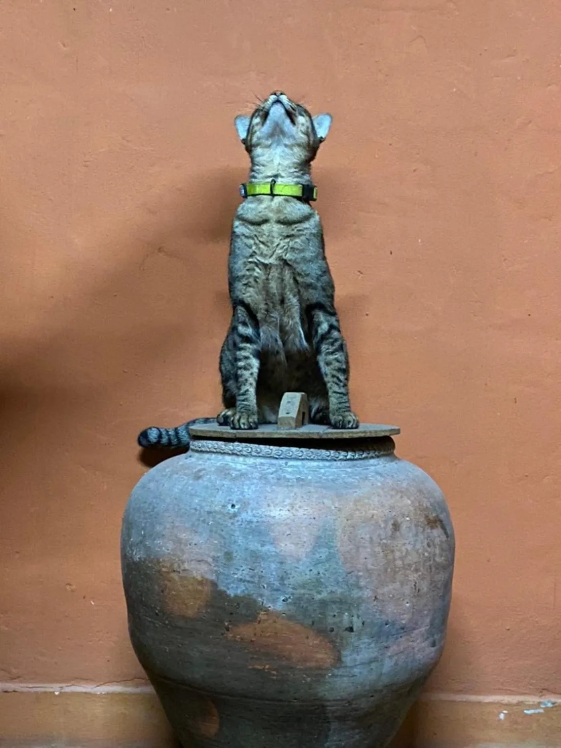 Pets in Baan Are Gong Riverside Homestay