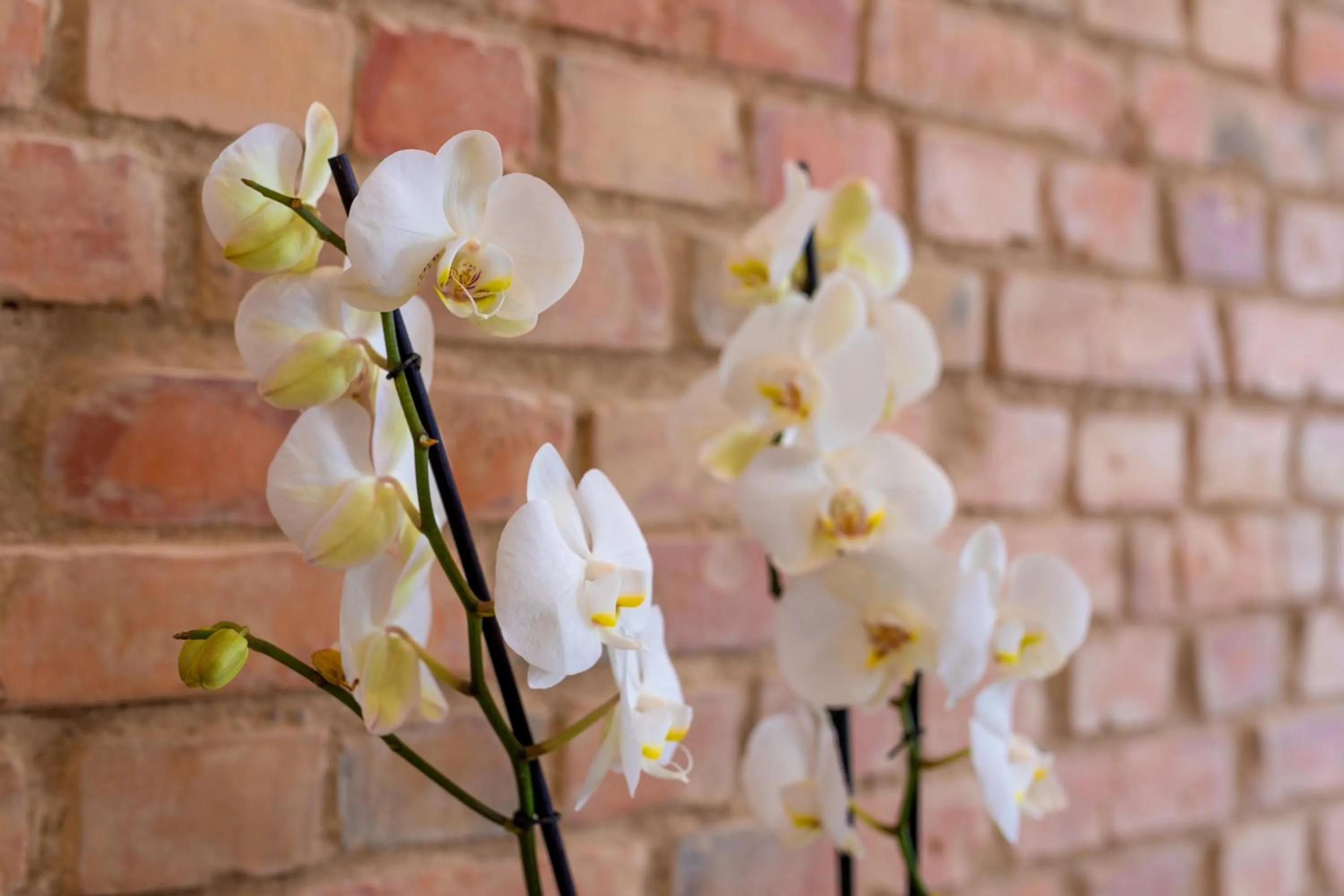Decorative detail in PROVENIR HOME STRZELECKA 25