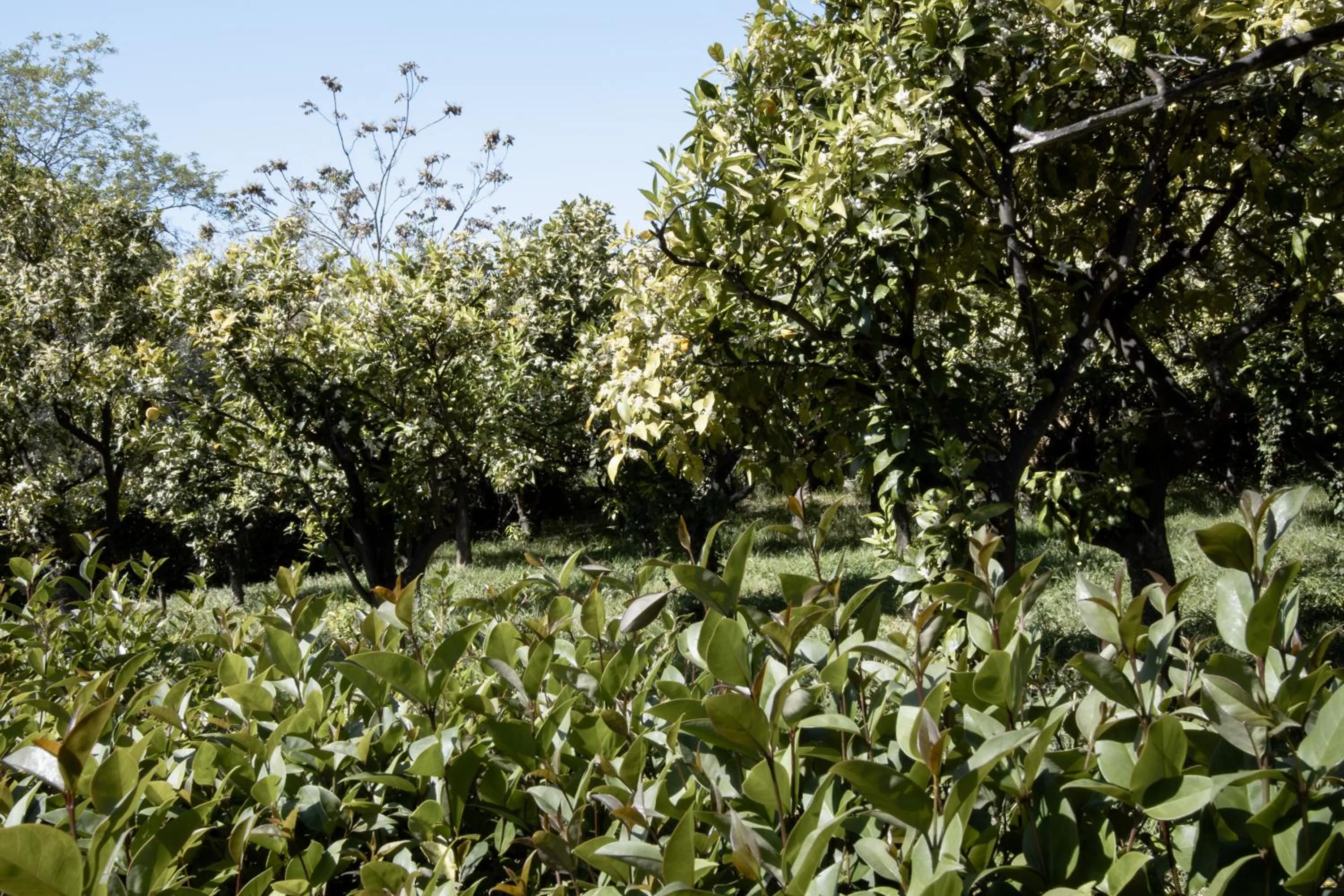 Garden in Le Tre Sorelle