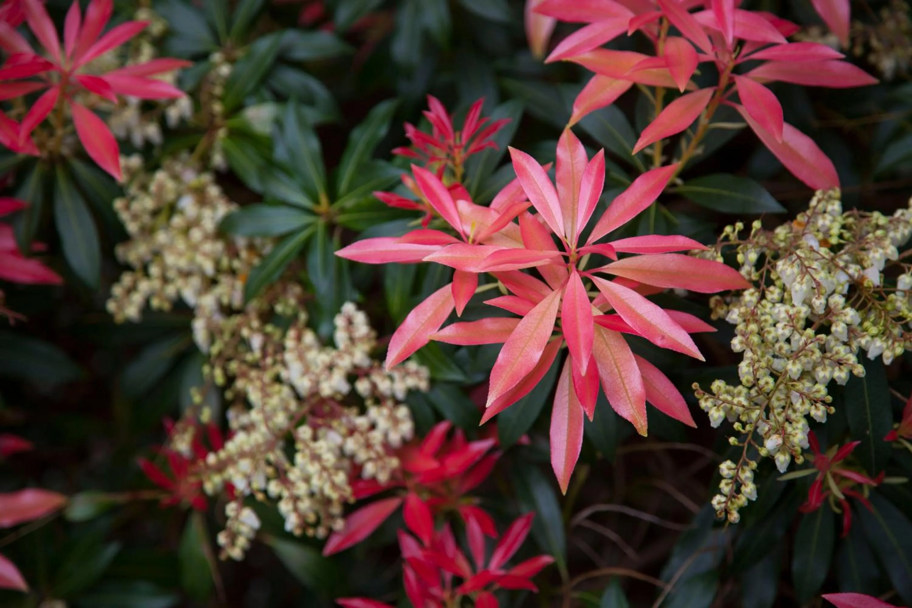Garden in Apartamentos Casona de la Paca