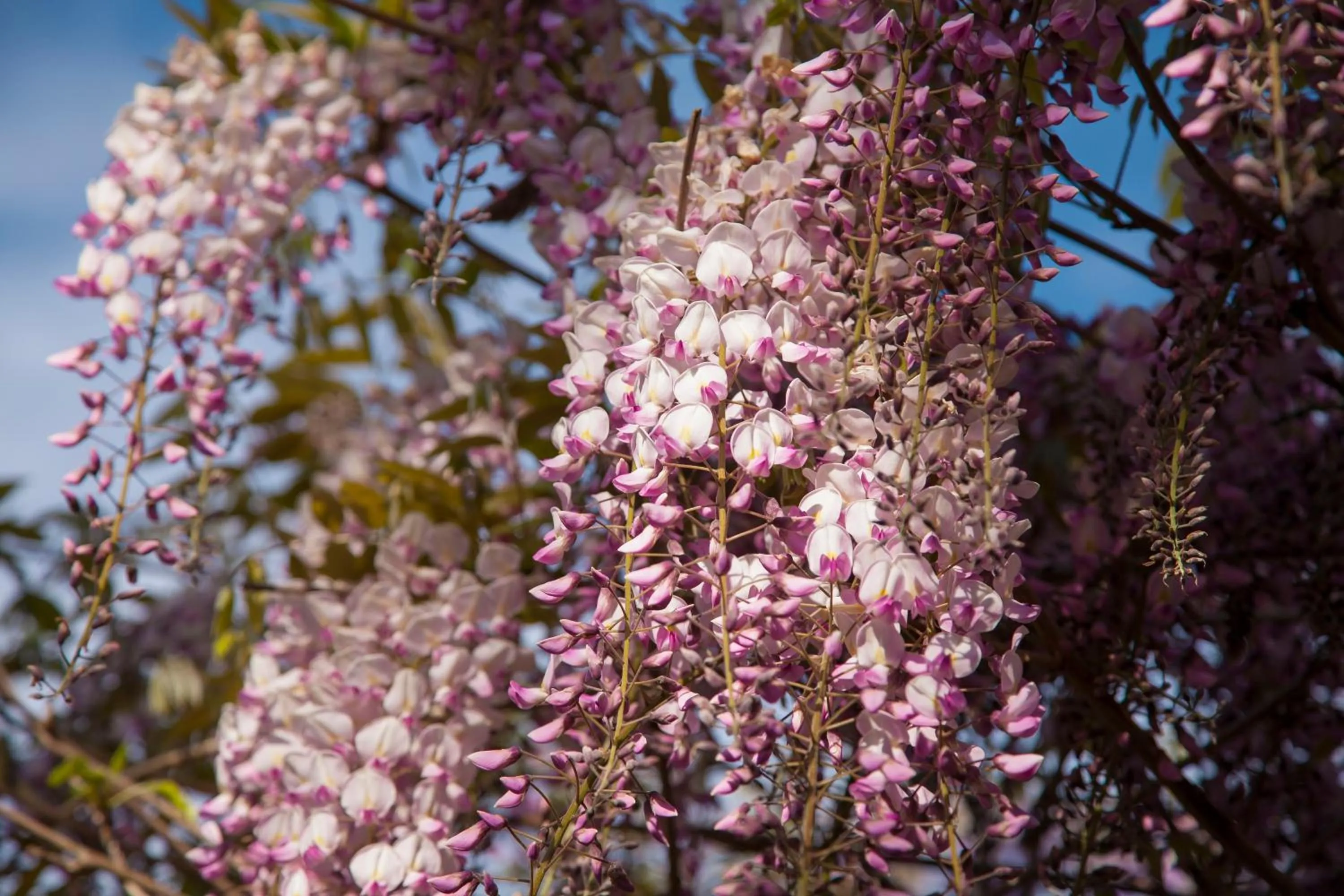 Garden in Apartamentos Casona de la Paca