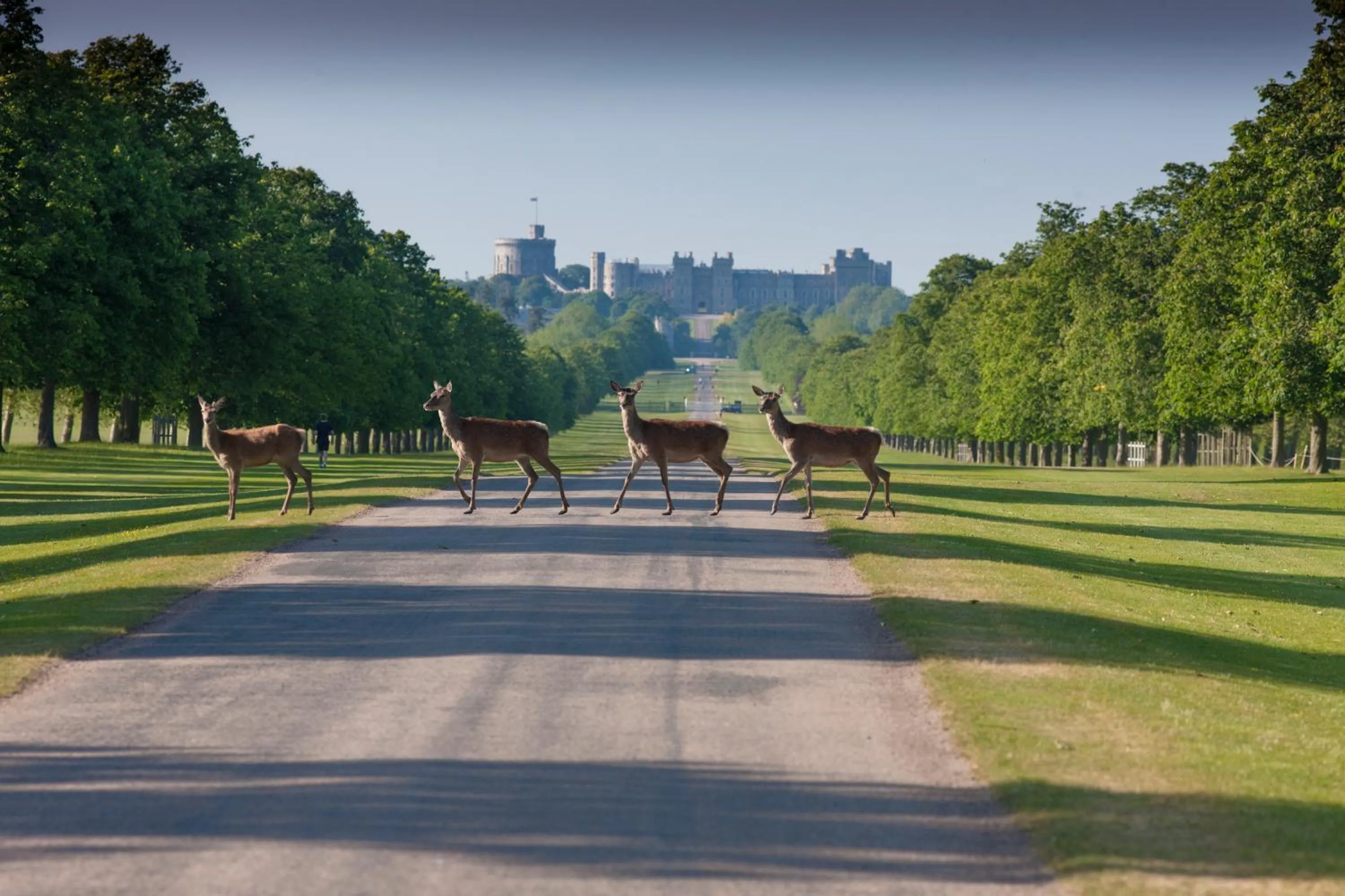 Natural landscape in Holiday Inn Express Windsor by IHG
