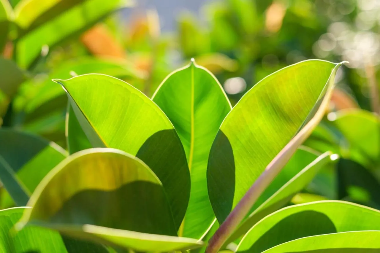 Hotel Cala Dor - Adults Only