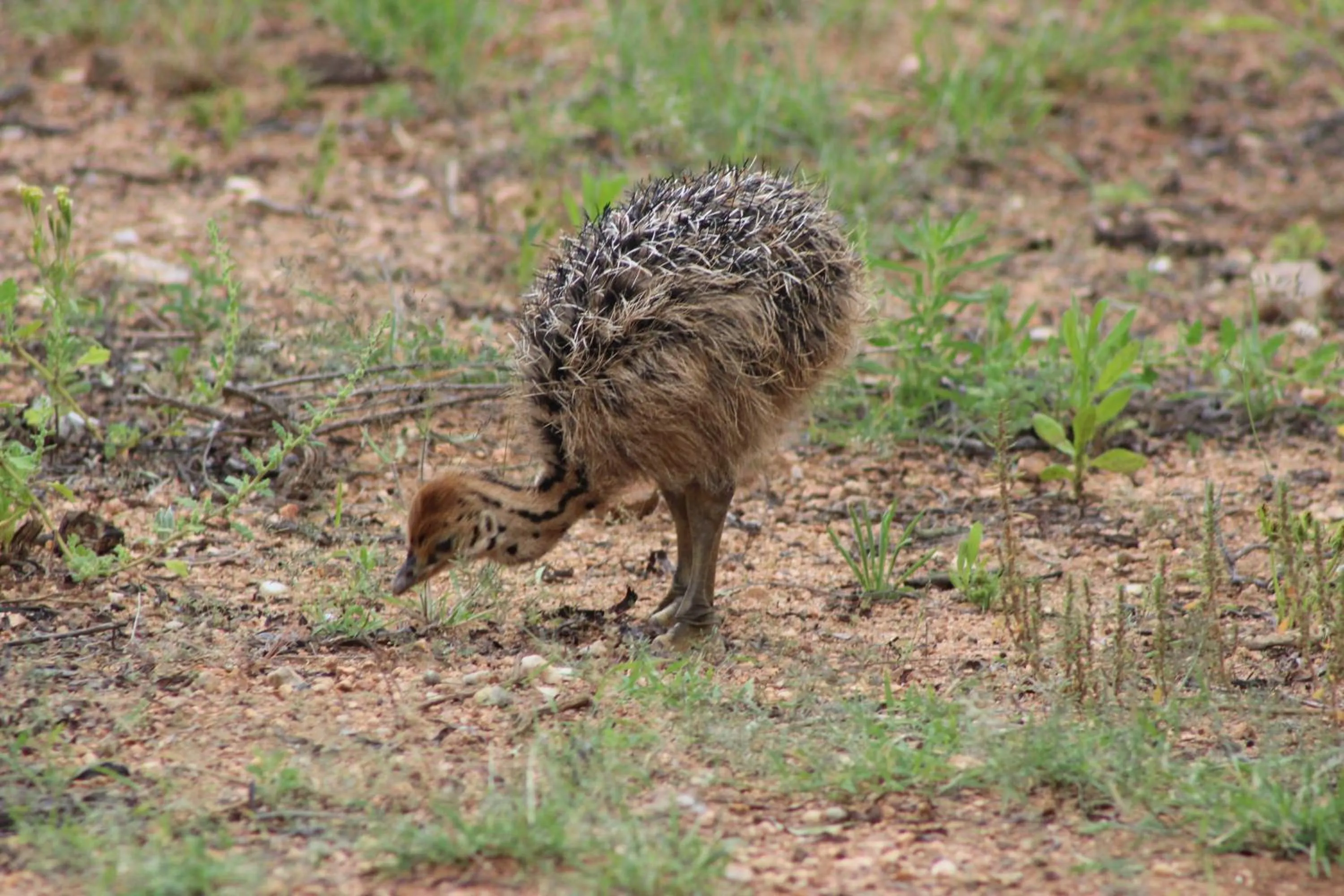 Animals in Auas Safari Lodge