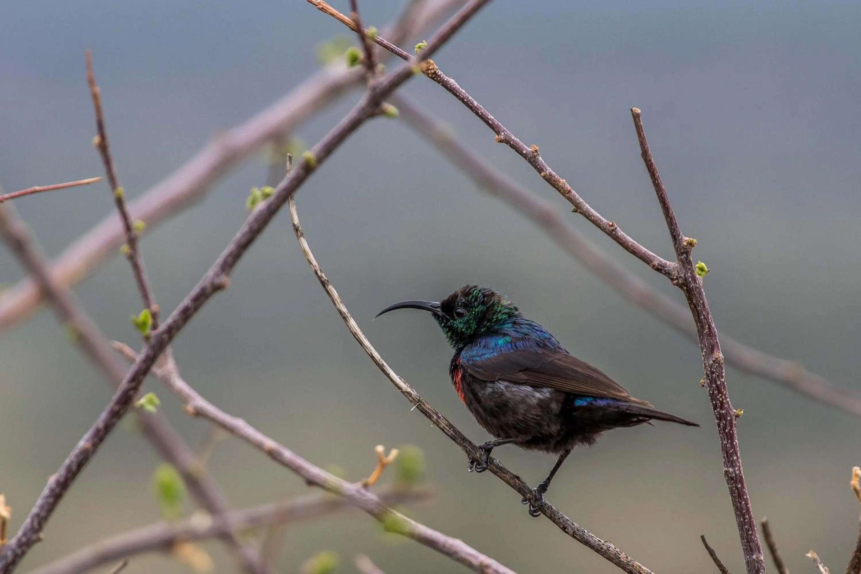 Animals in Auas Safari Lodge