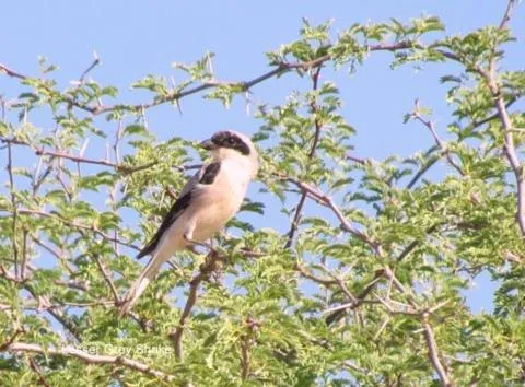 Animals in Auas Safari Lodge