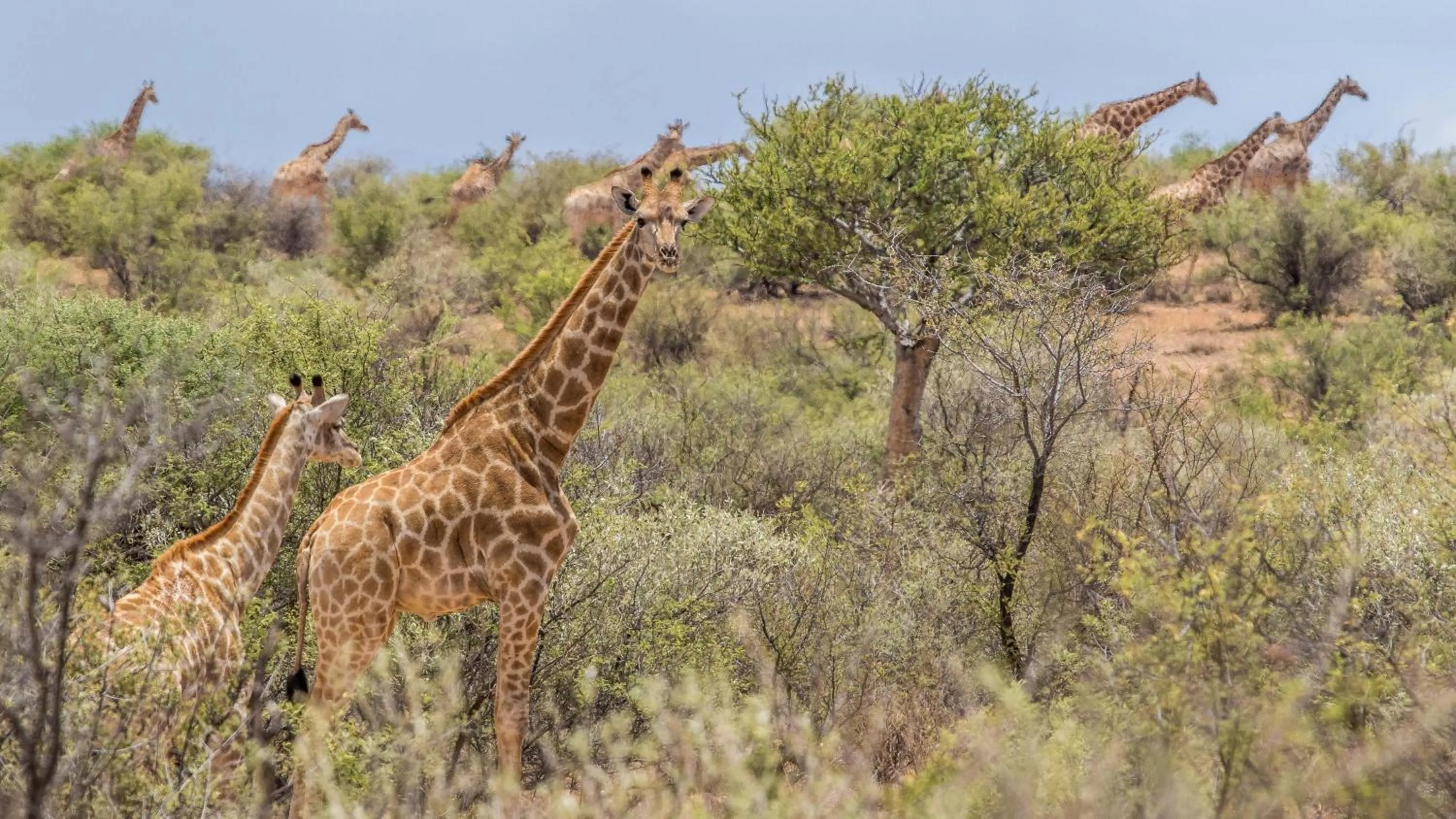 Animals in Auas Safari Lodge