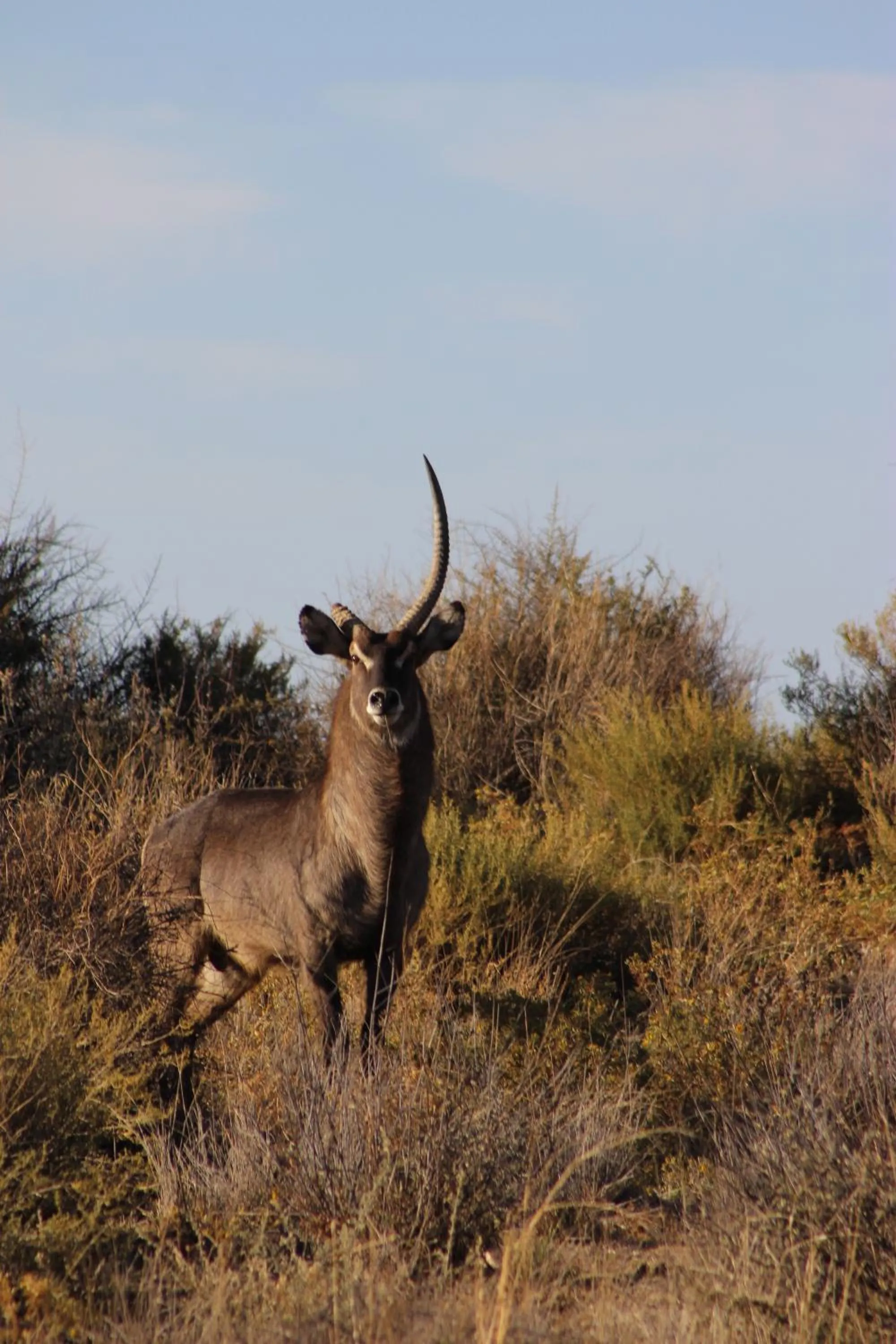 Animals in Auas Safari Lodge
