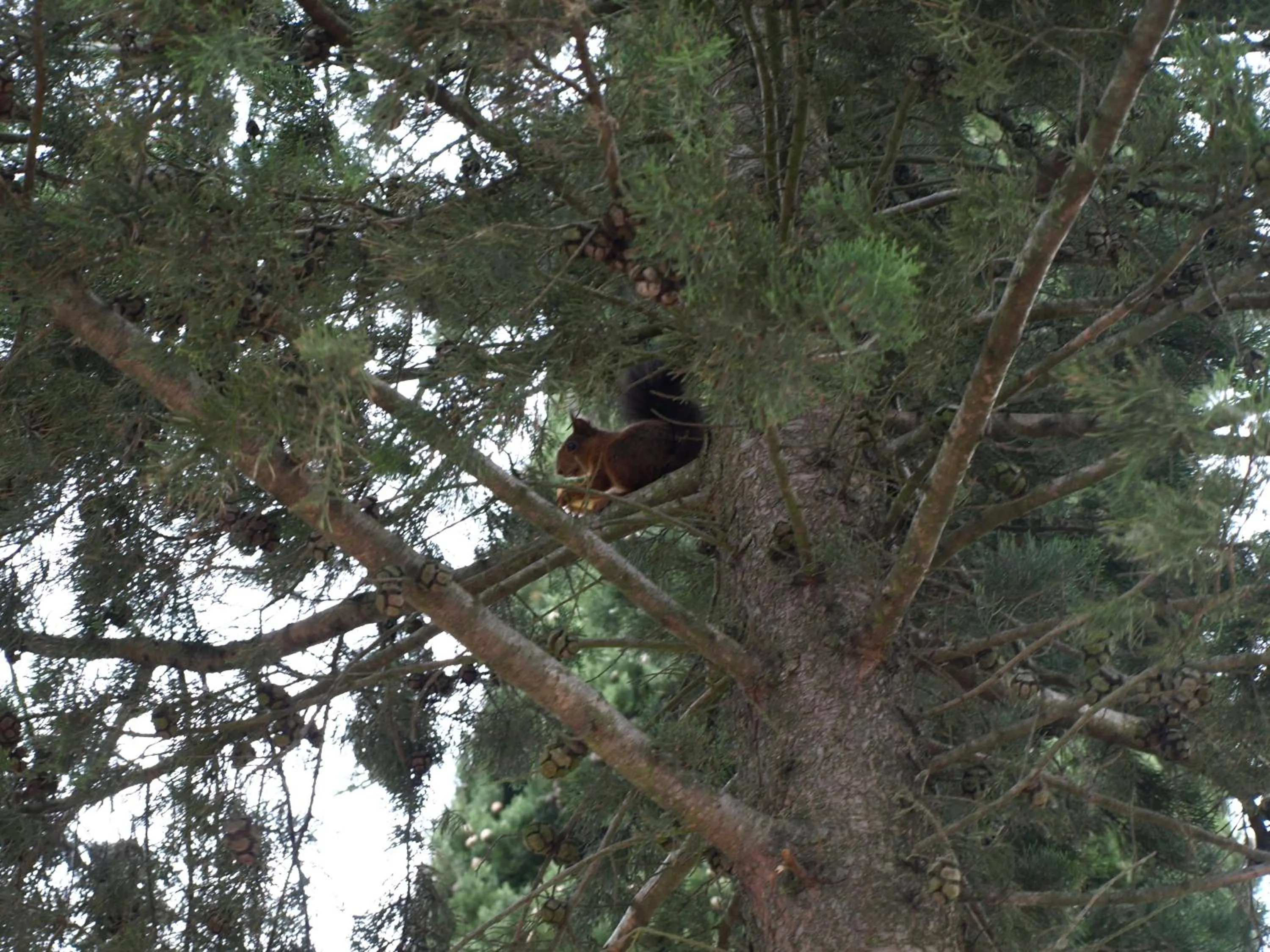 Animals in Camping Village Panoramico Fiesole