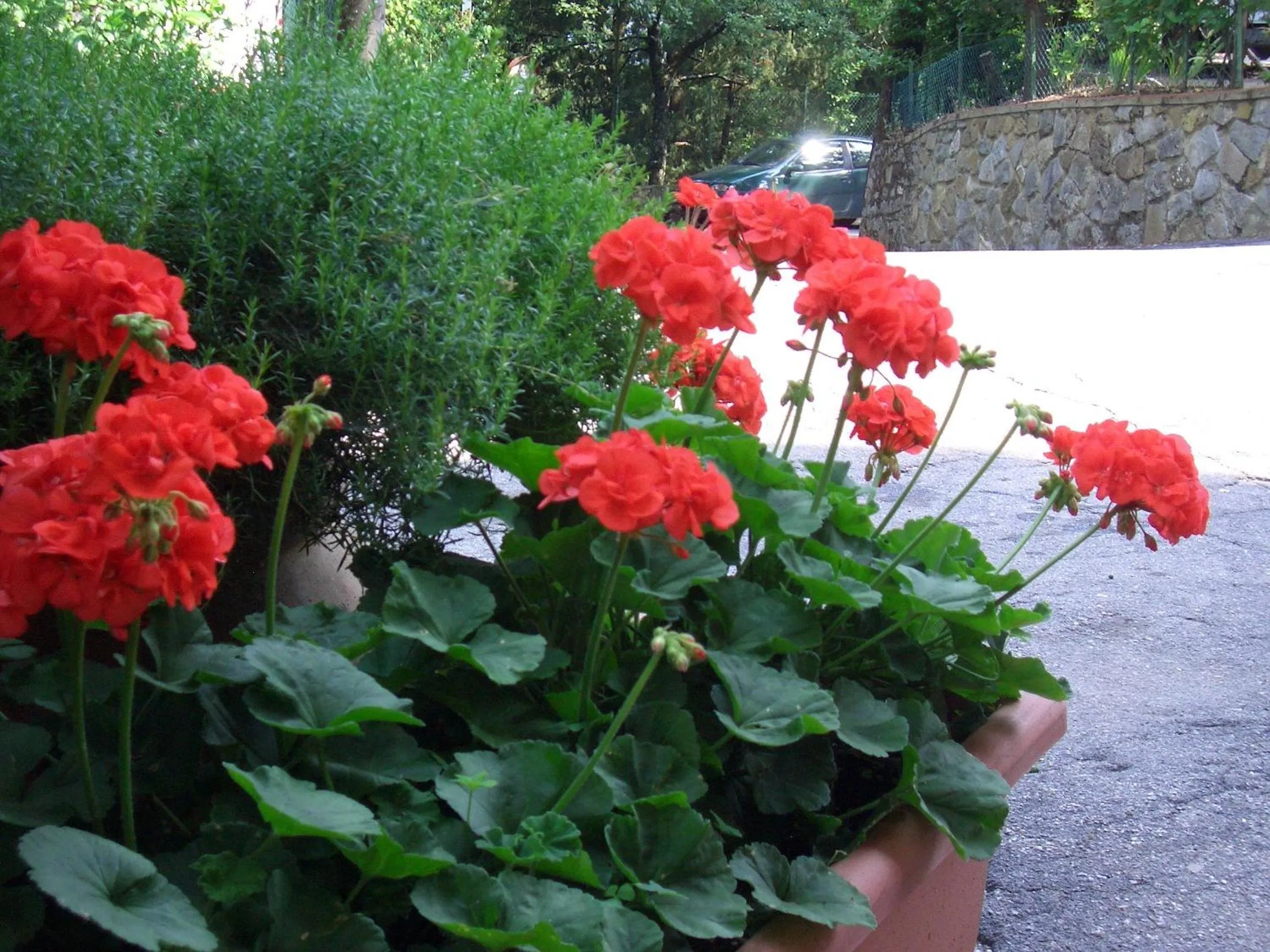 Garden in Camping Village Panoramico Fiesole