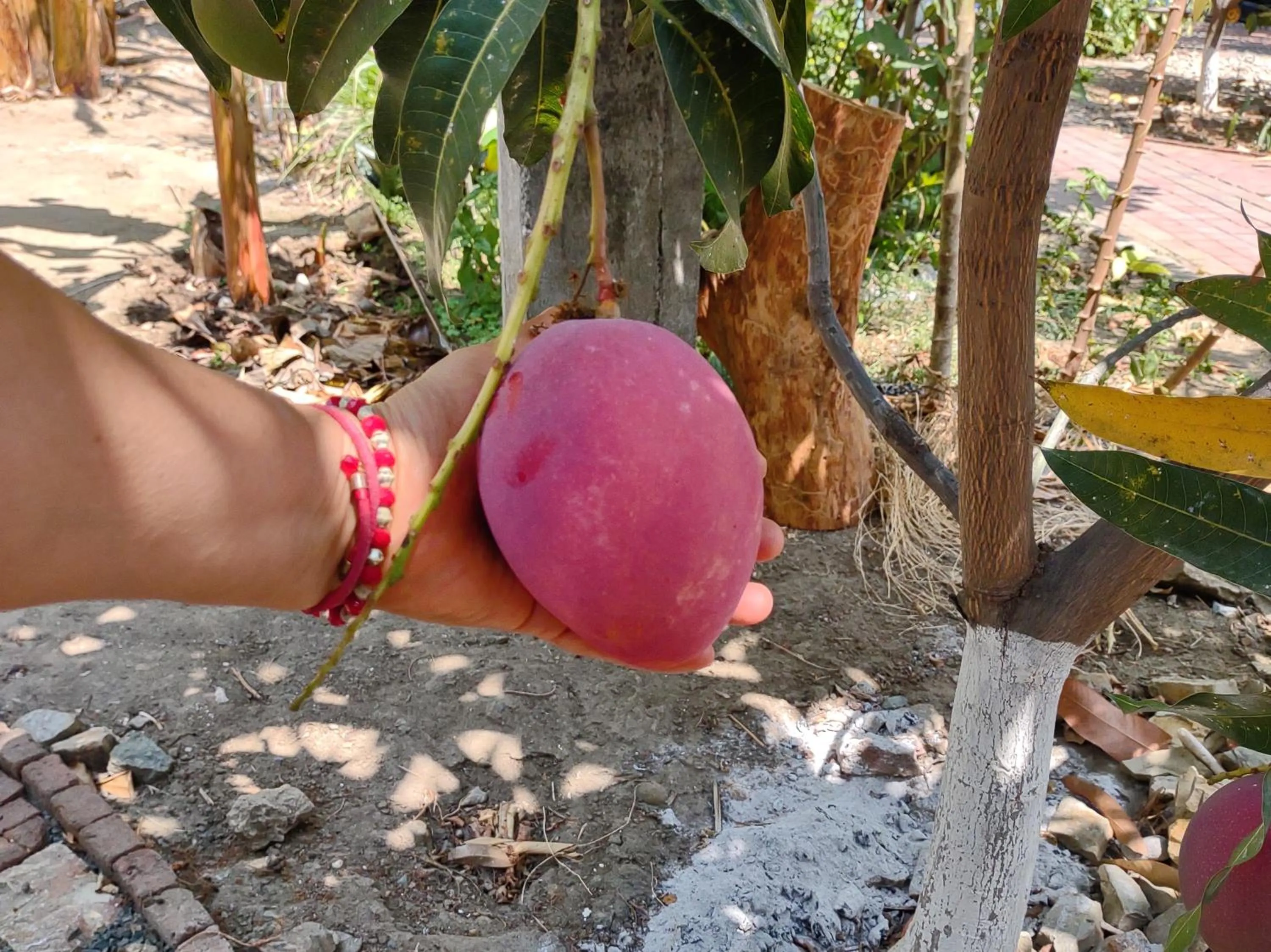 Garden in Hostal Macaw