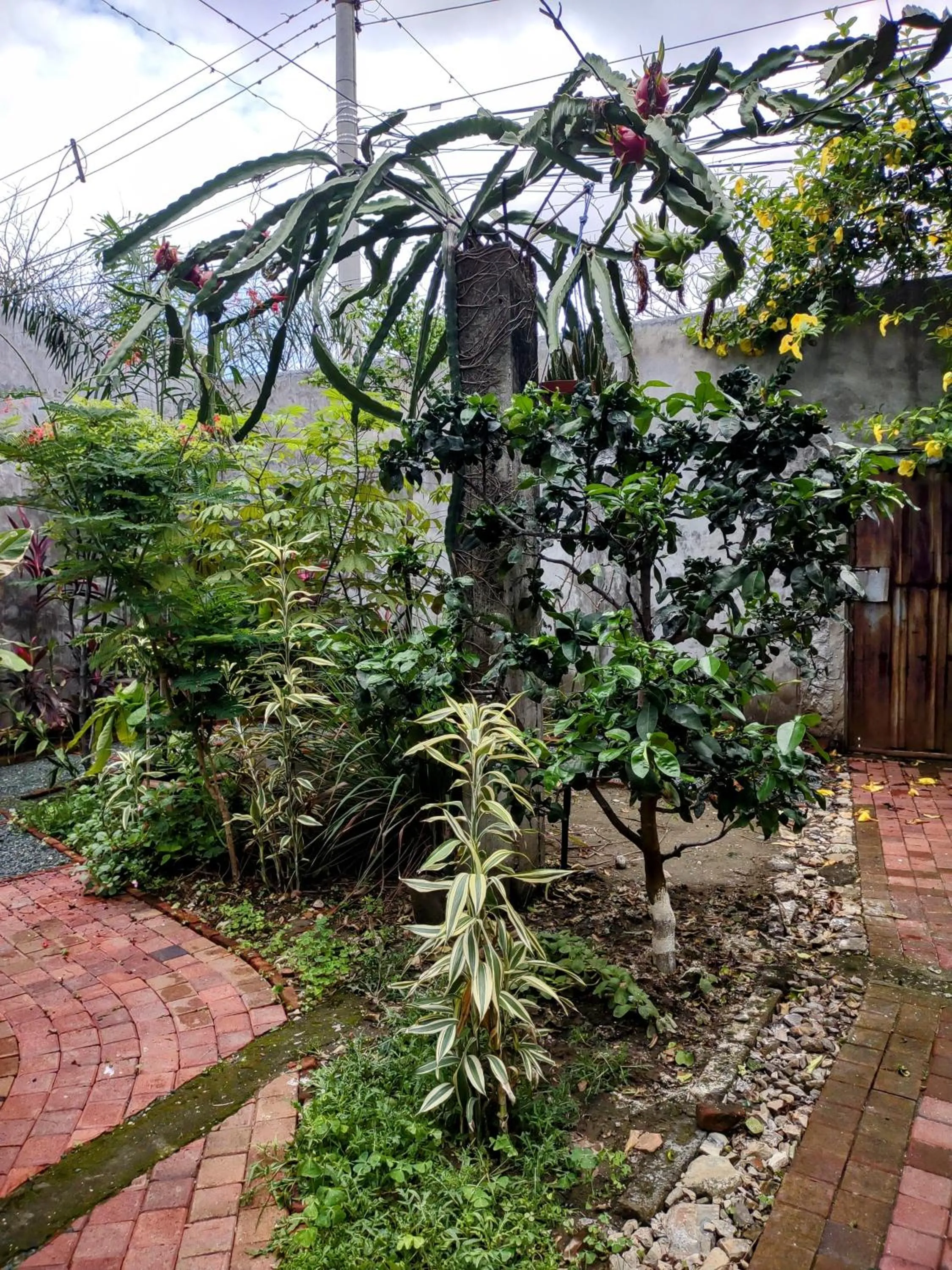 Garden in Hostal Macaw