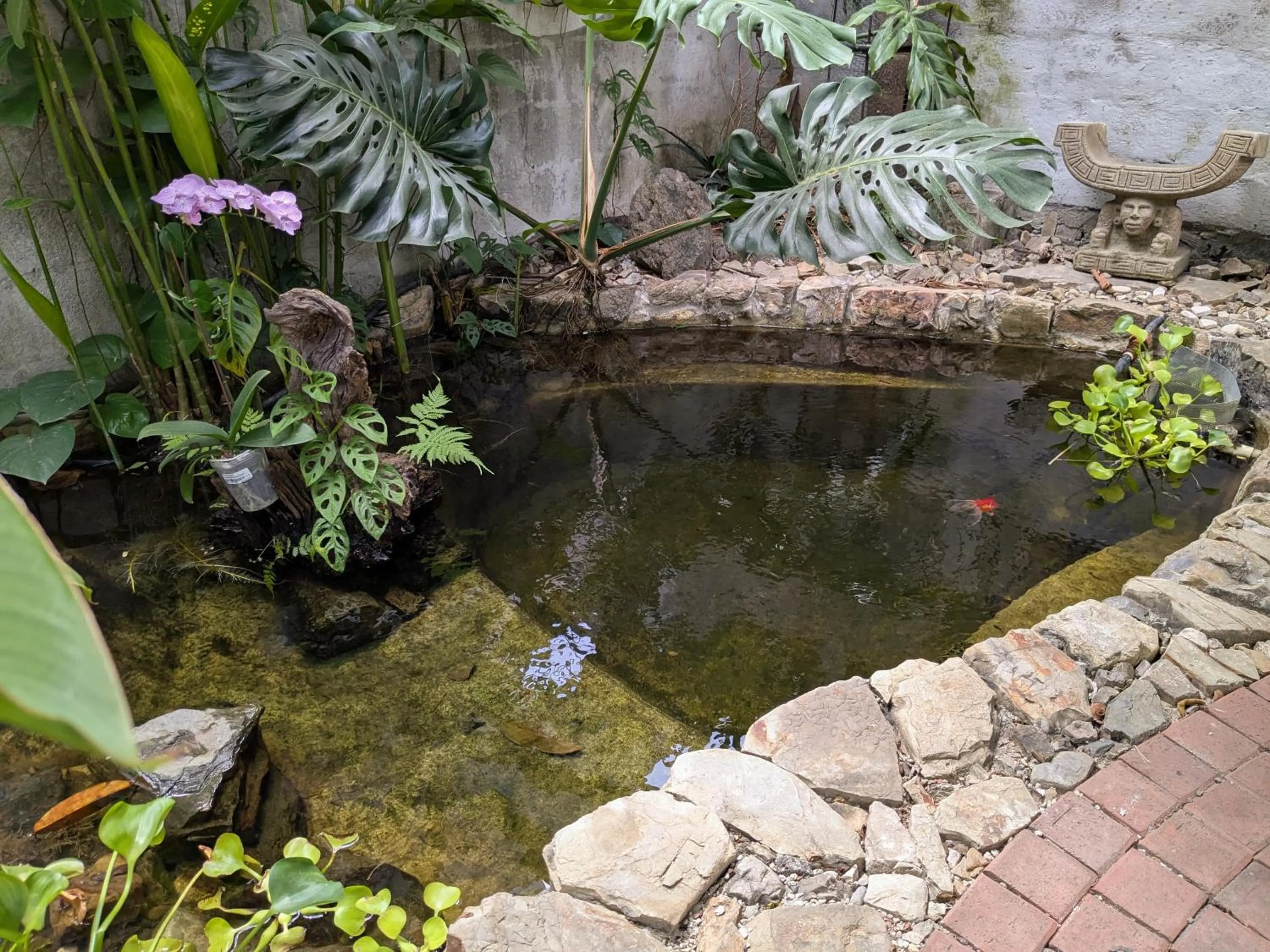 Garden in Hostal Macaw