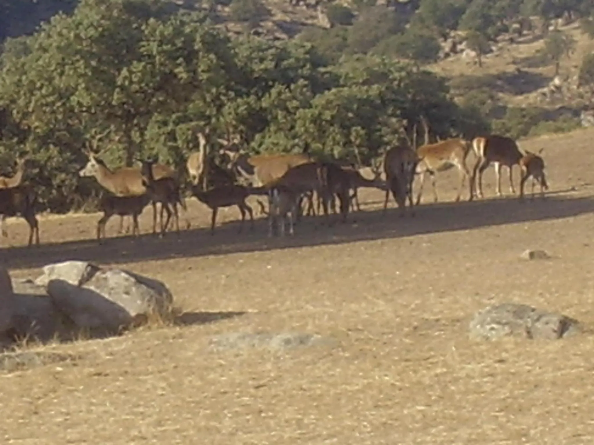 Animals in Hotel Palacio Guzmanes