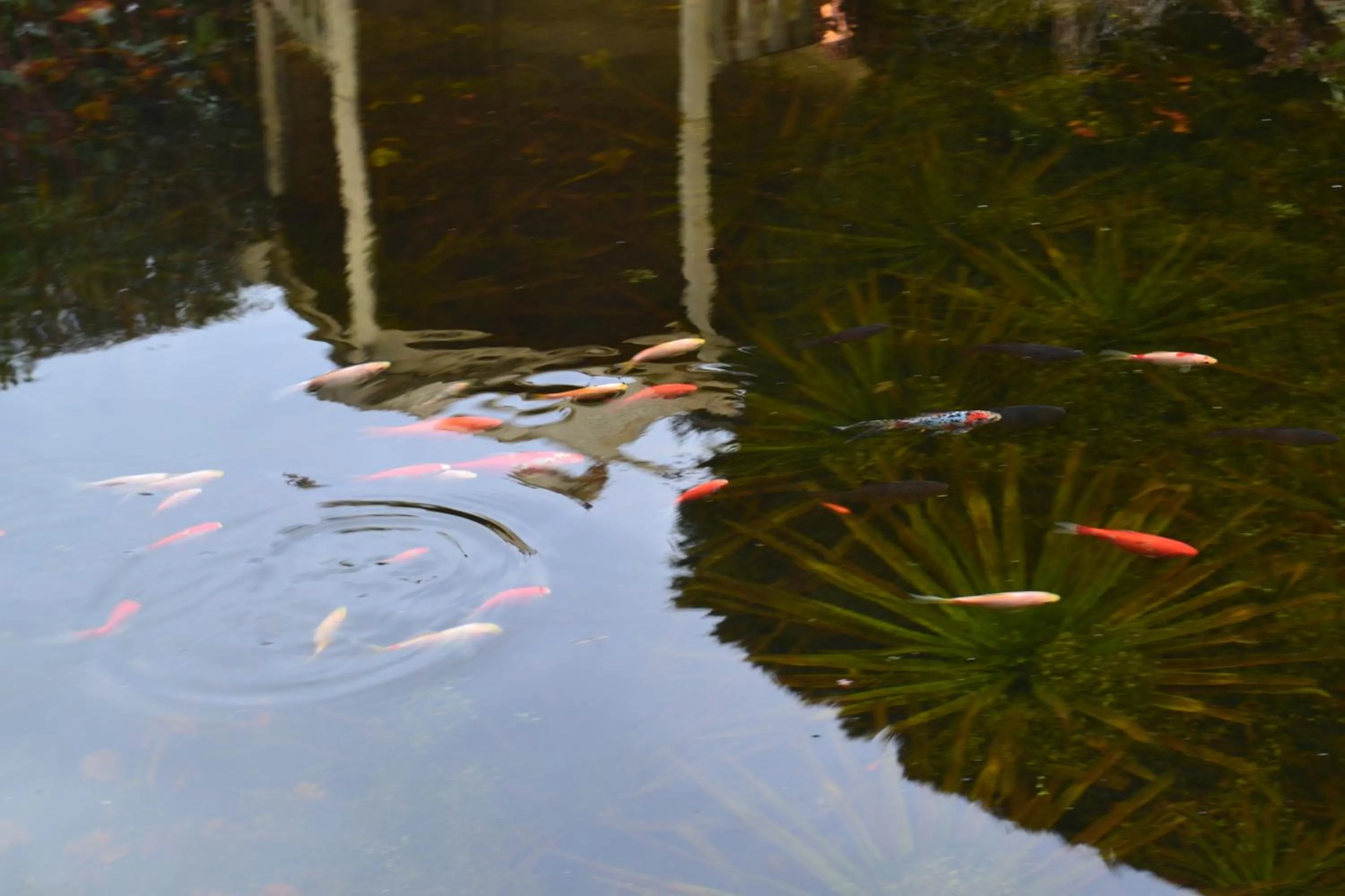 Garden in Sunnycroft