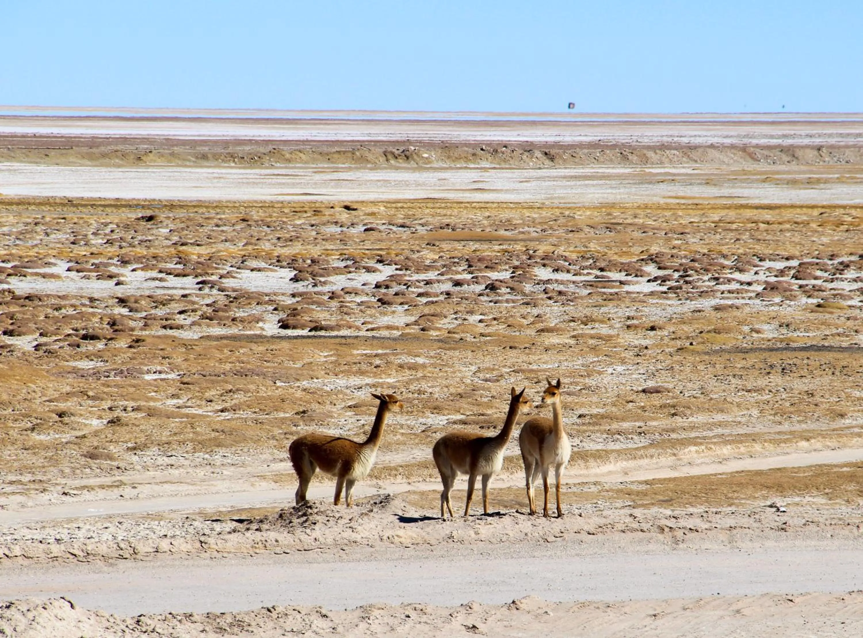 Natural landscape in Hotel Palacio de Sal