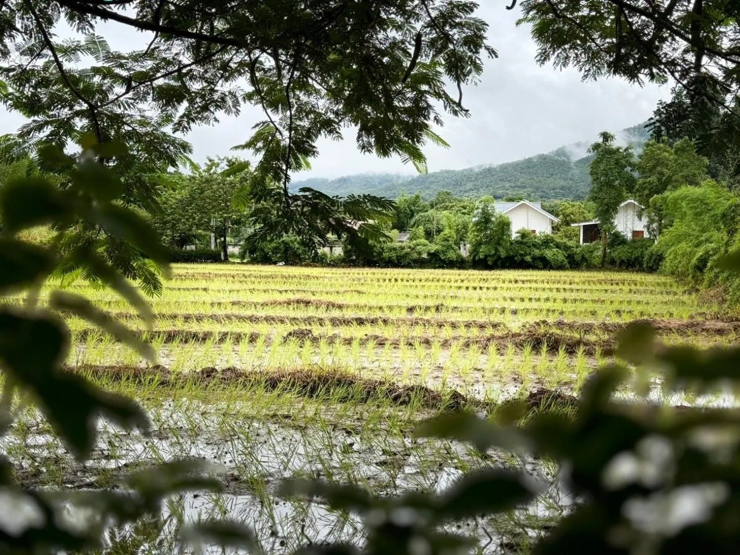 View (from property/room) in Sirita