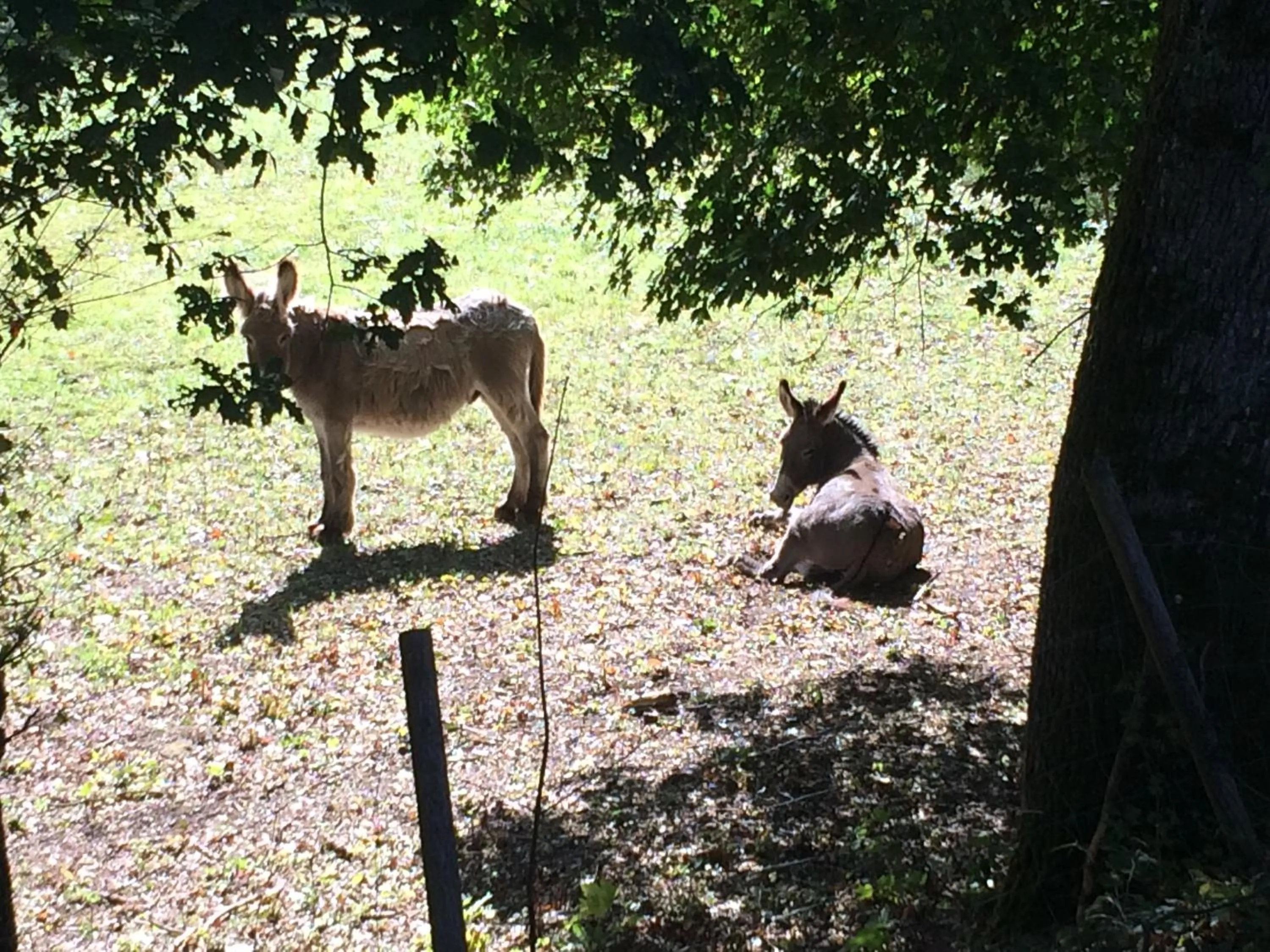 Pets in Domaine de Joreau