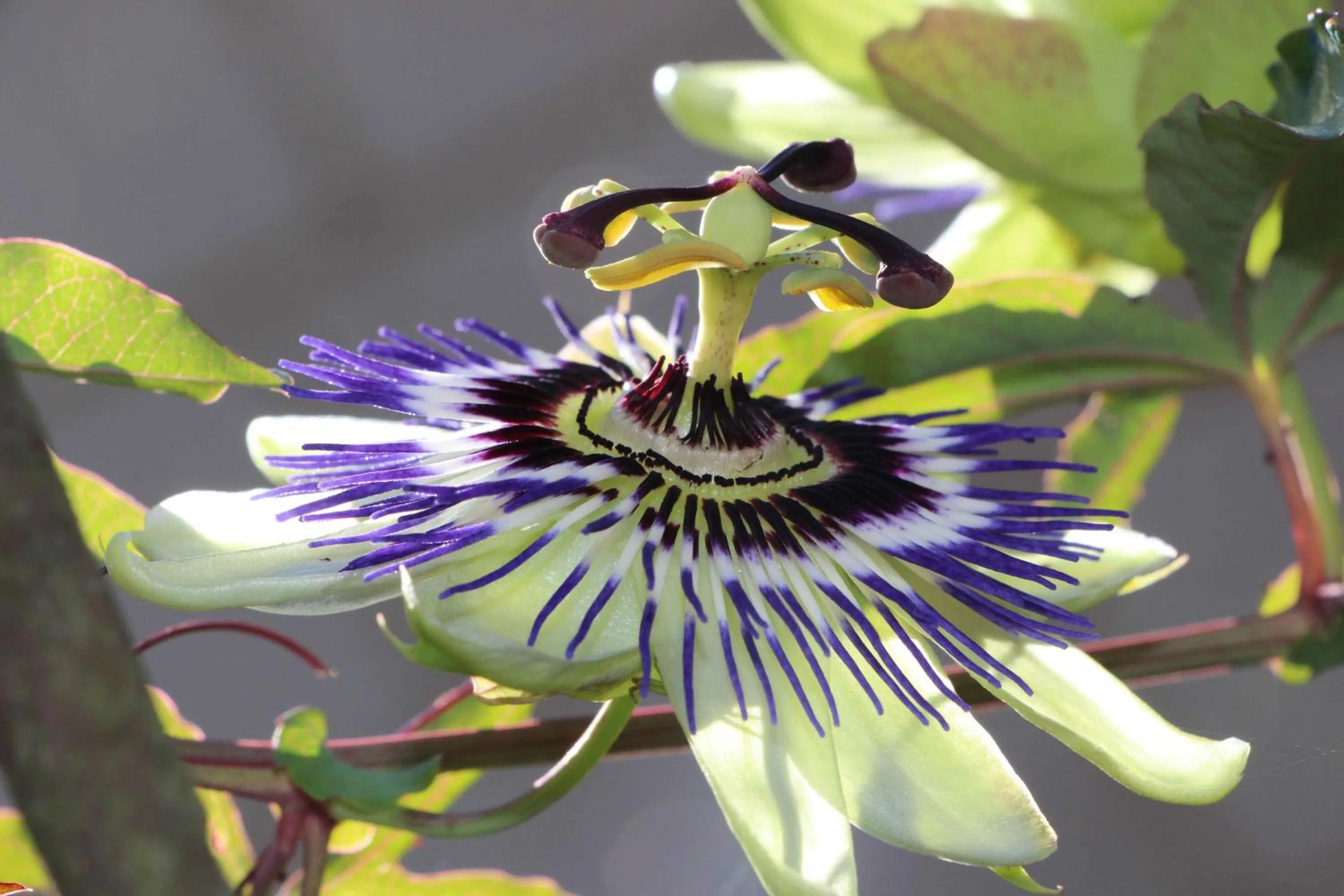 Other in Domaine de Joreau