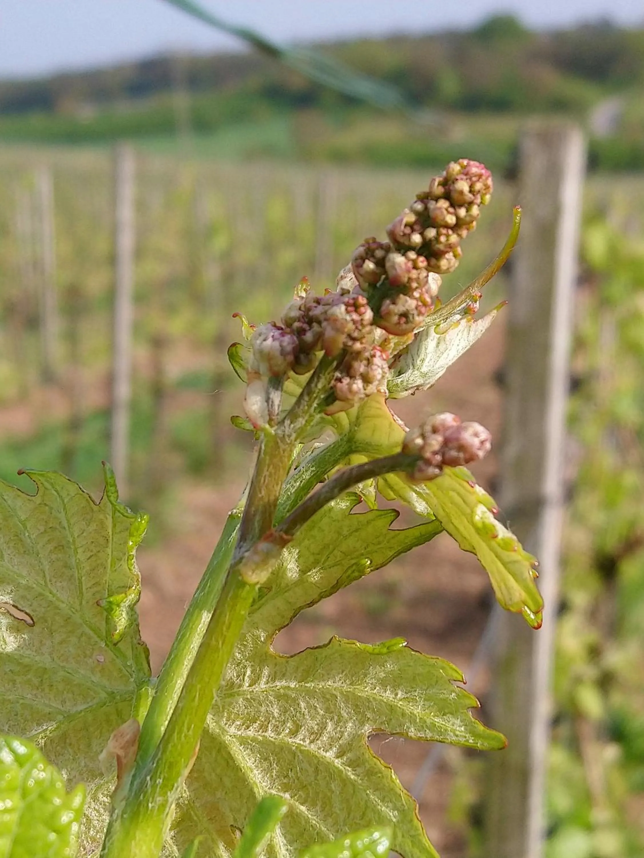 Off site in Kirschberghof Gästehaus und Weinverkauf