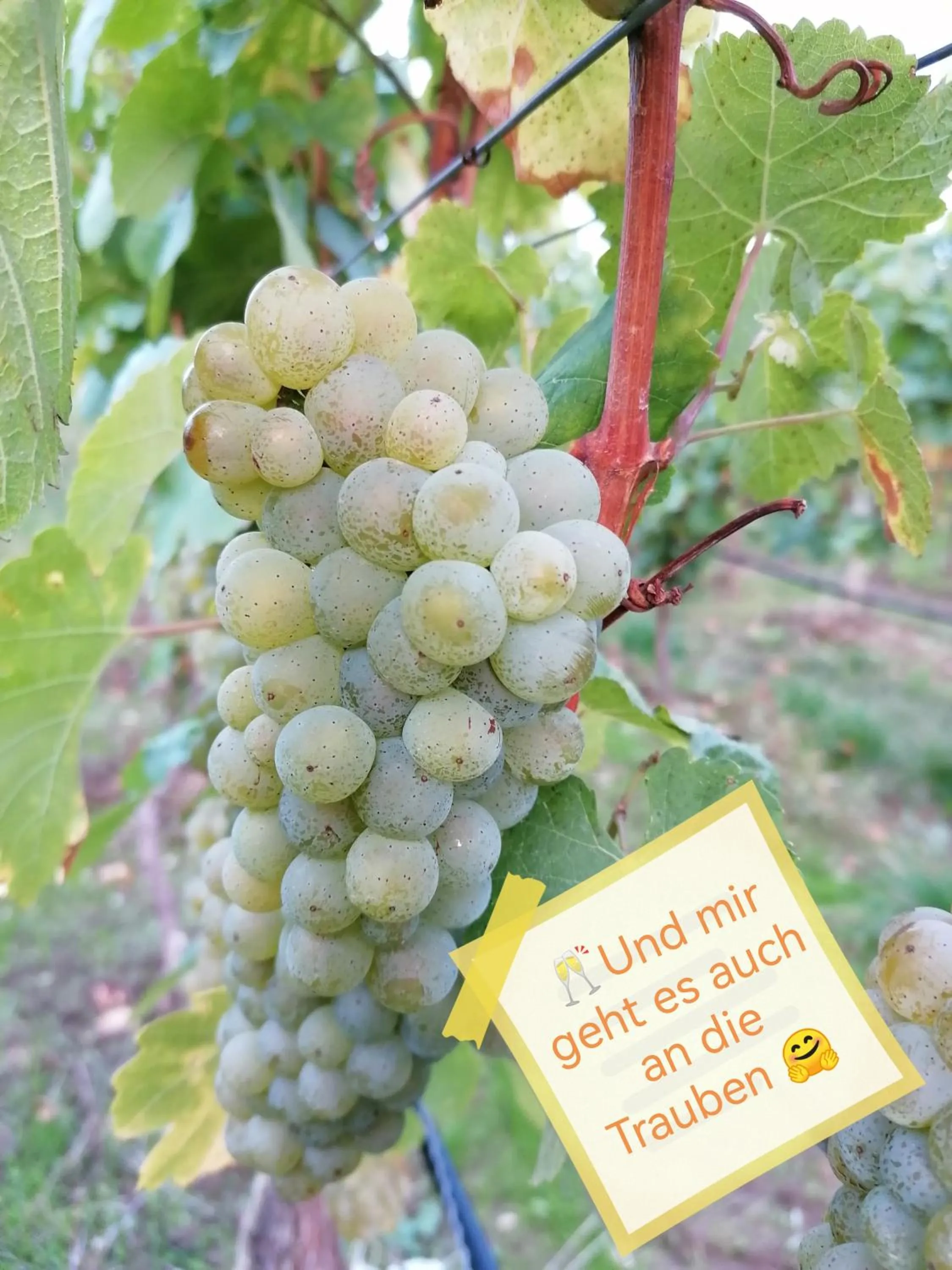 Seasons in Kirschberghof Gästehaus und Weinverkauf