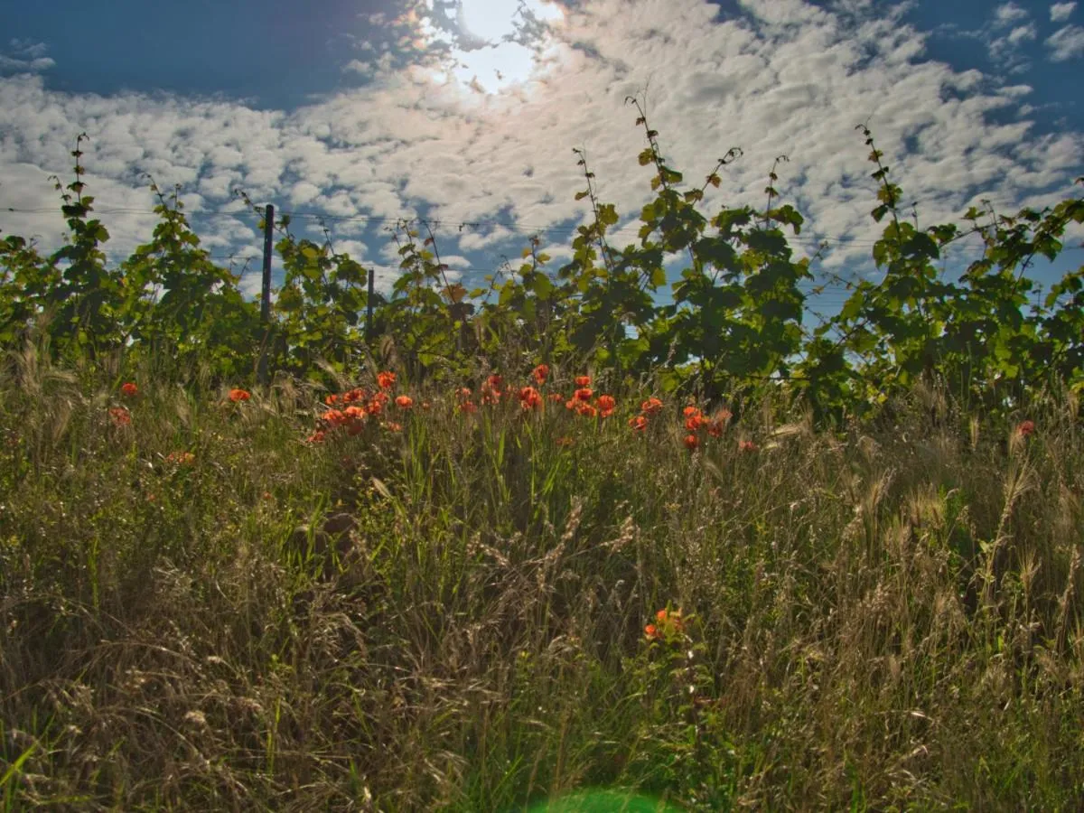 Off site in Kirschberghof Gästehaus und Weinverkauf