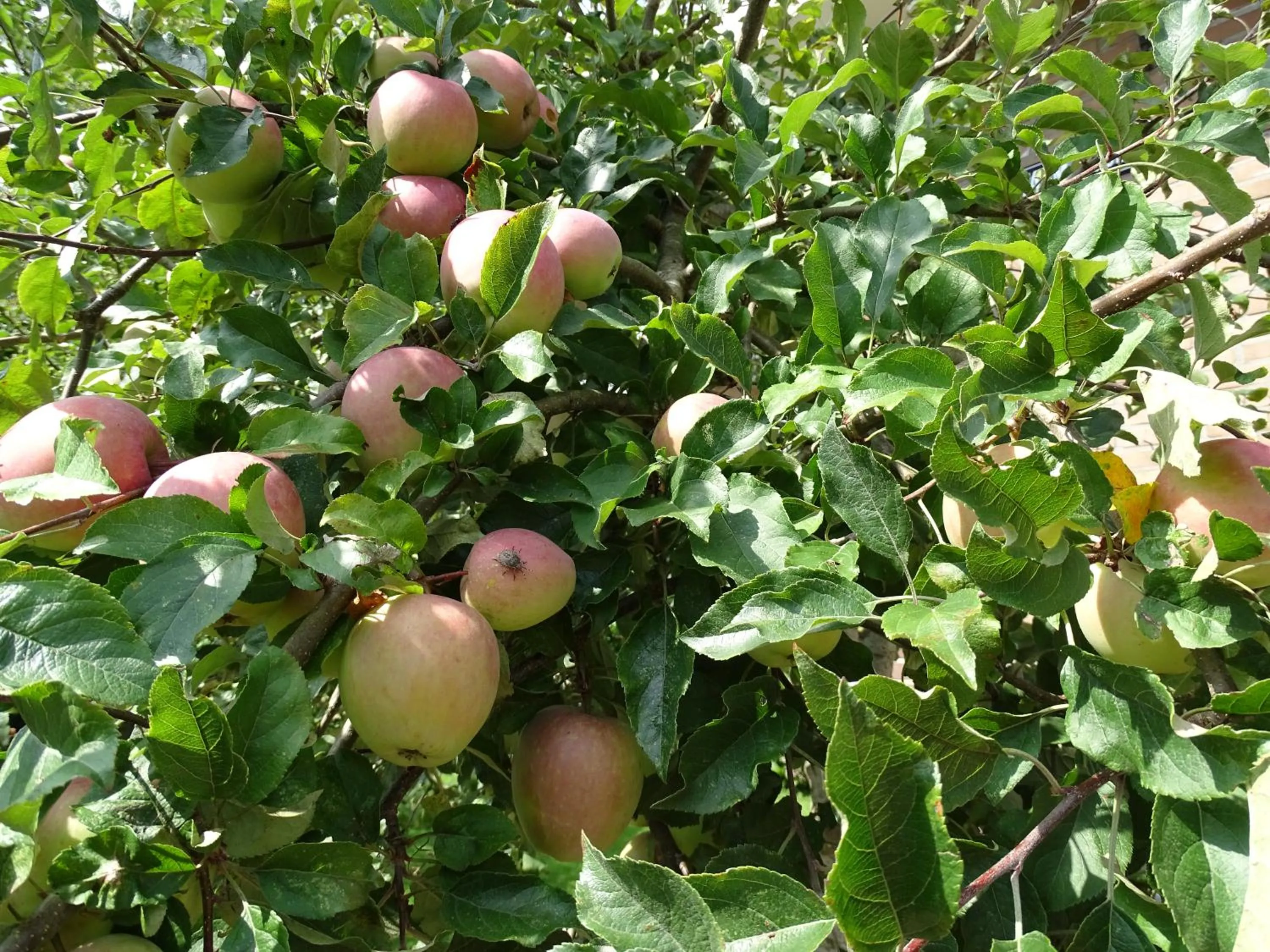 Garden in B&B Tulden Farmhouse