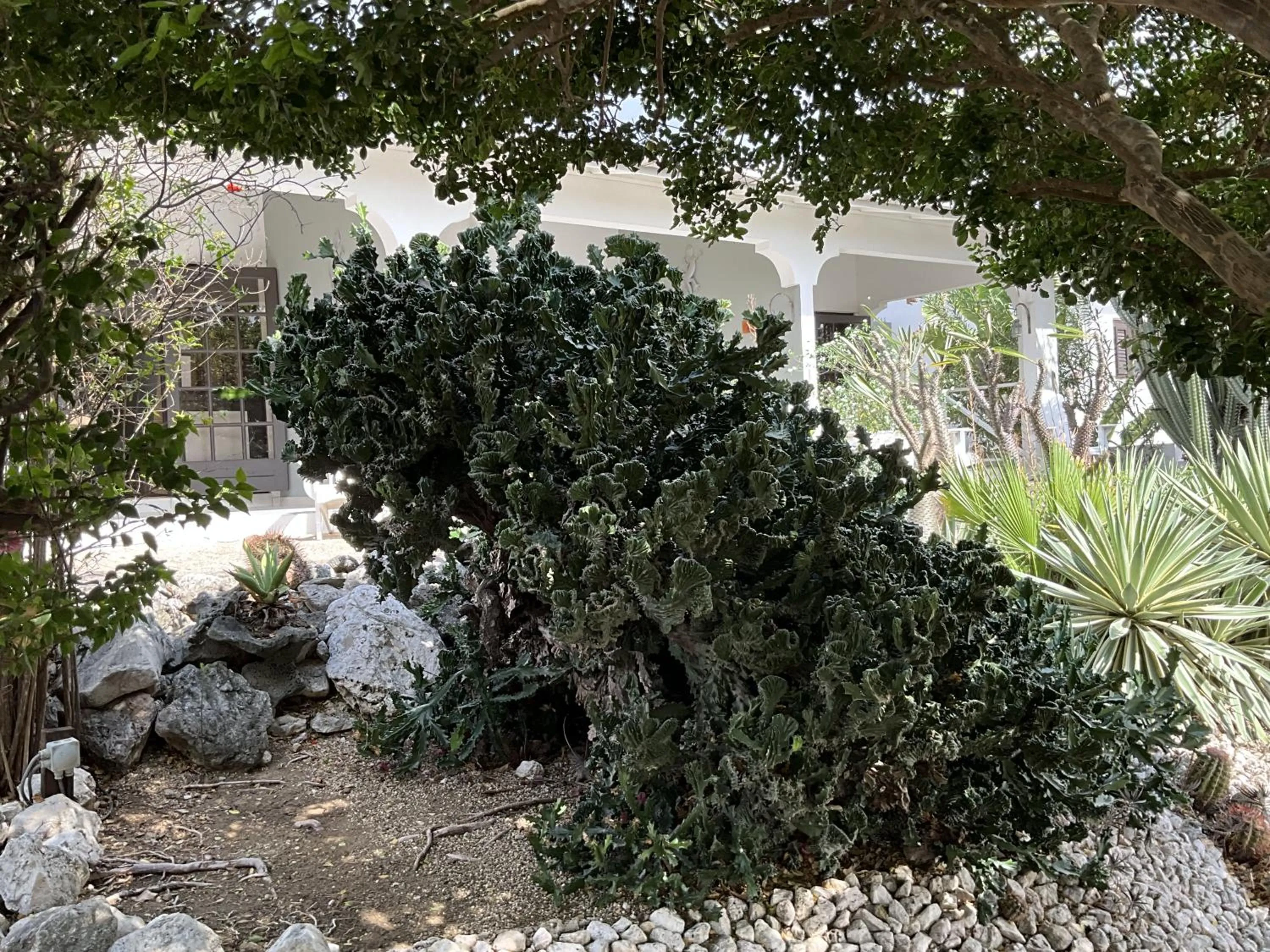 Garden in Bantopa Apartments