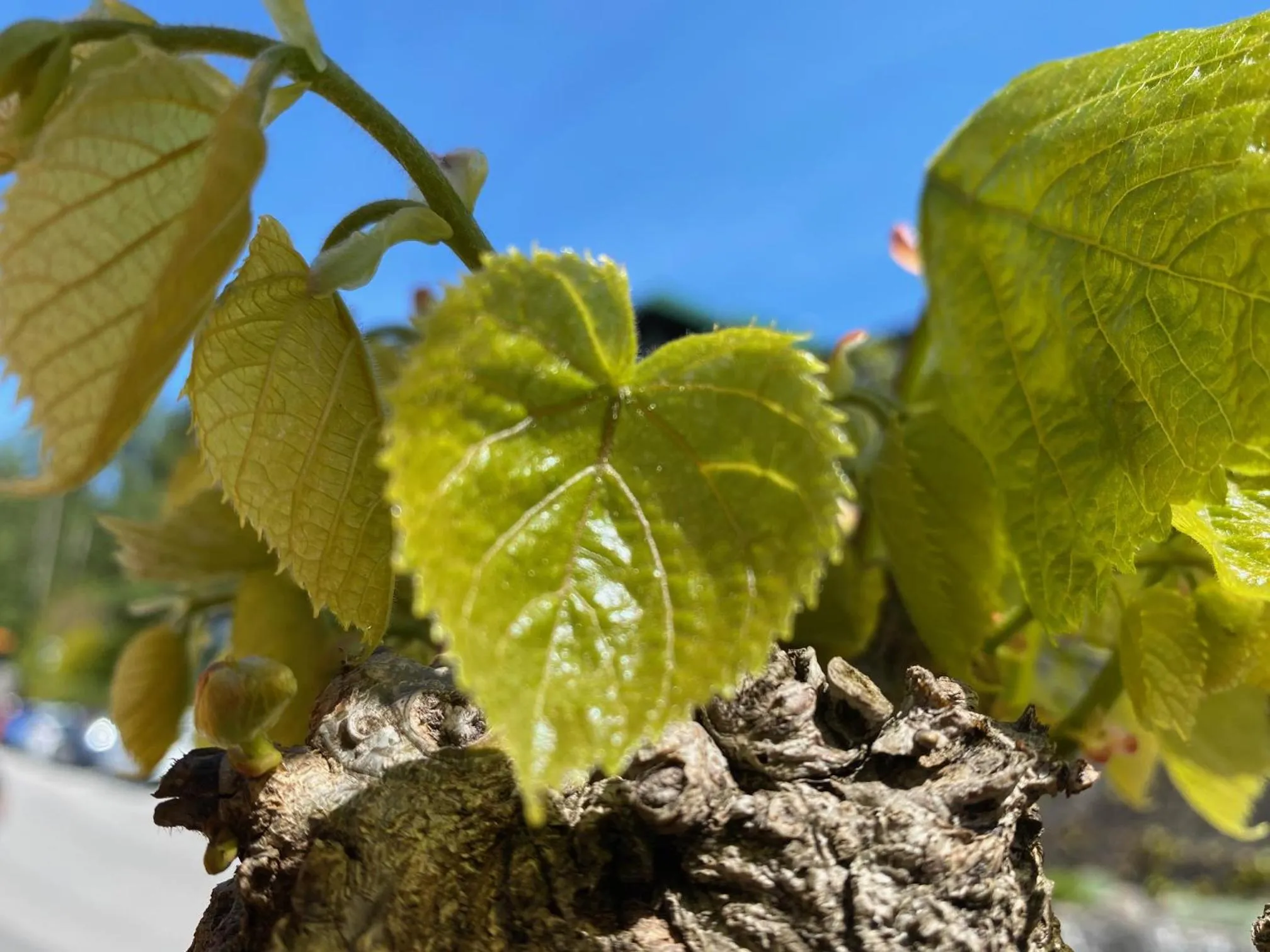 Spring in Seegasthof Hois'n Wirt - Hotel mit Wellnessbereich