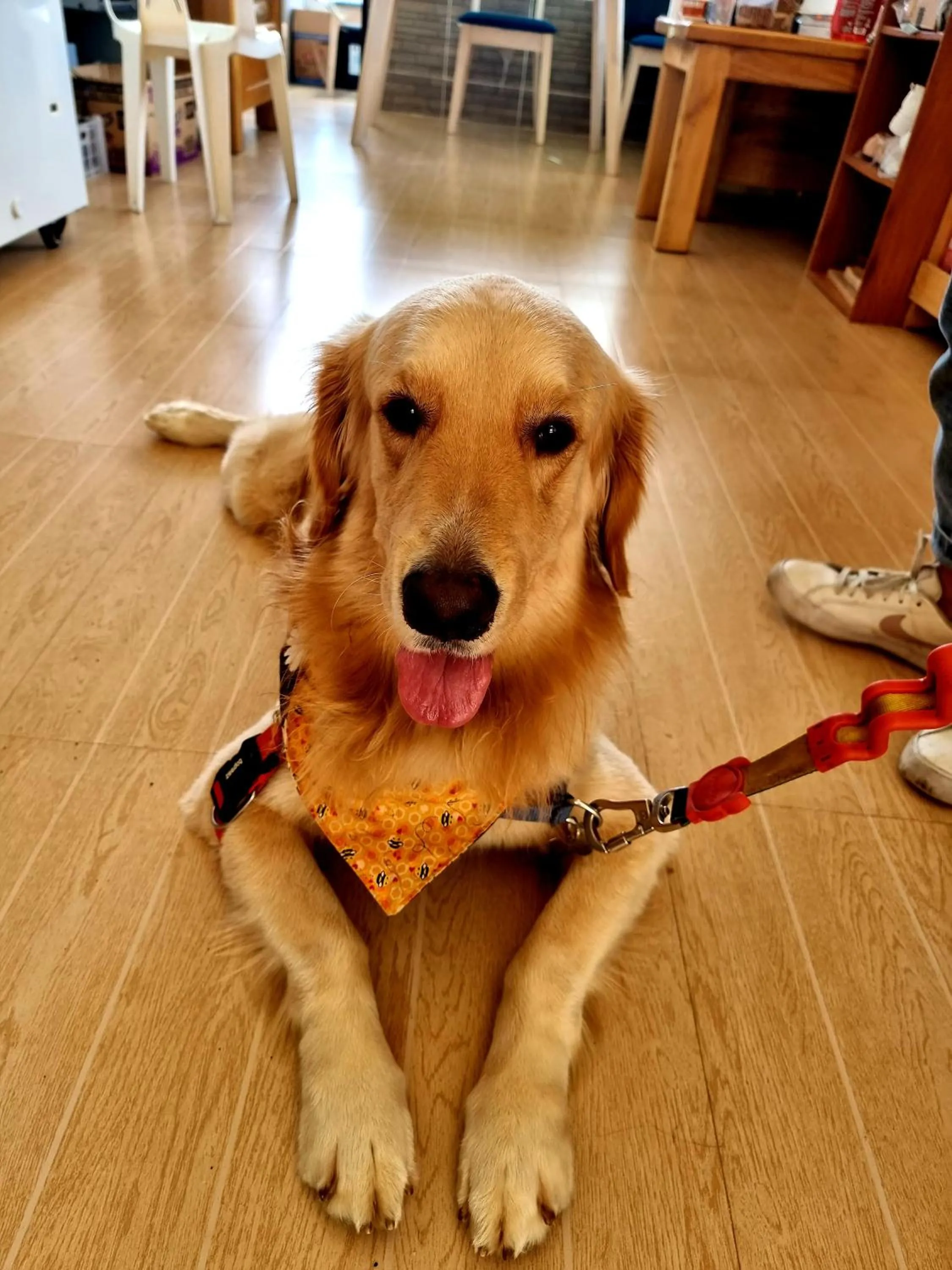 Pets in Wanay's Rocky Mountain Homestay