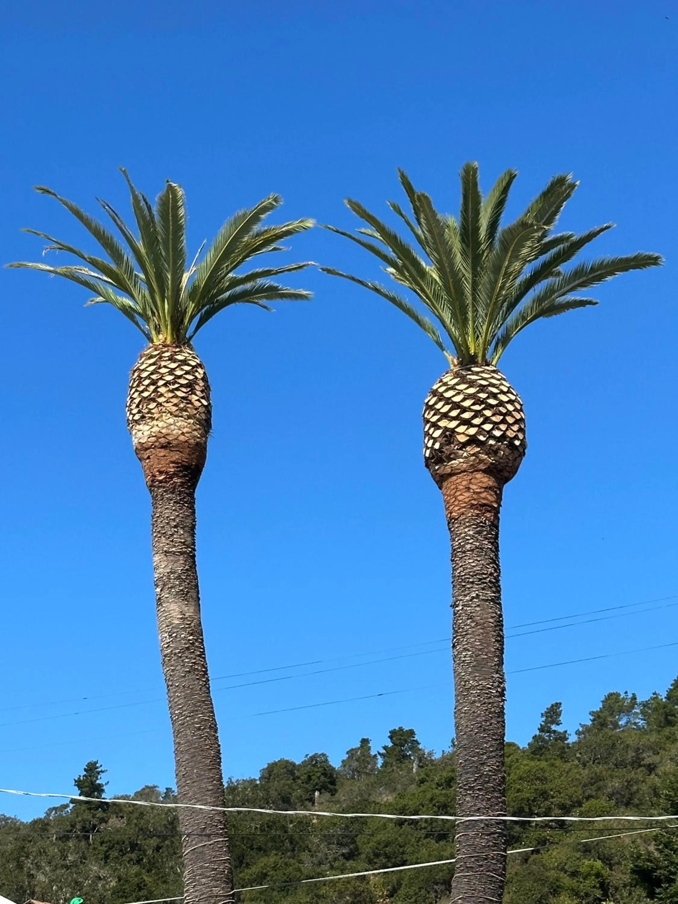 Facade/entrance in Cambria Palms Motel