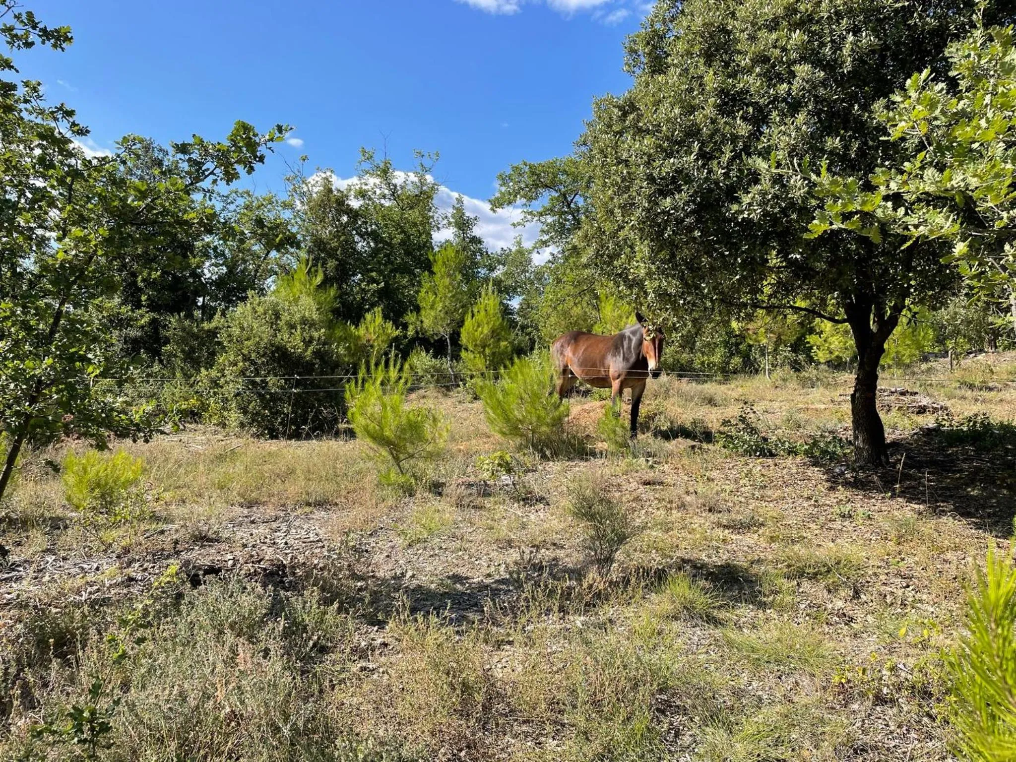 Garden in Les Yourtes de Provence