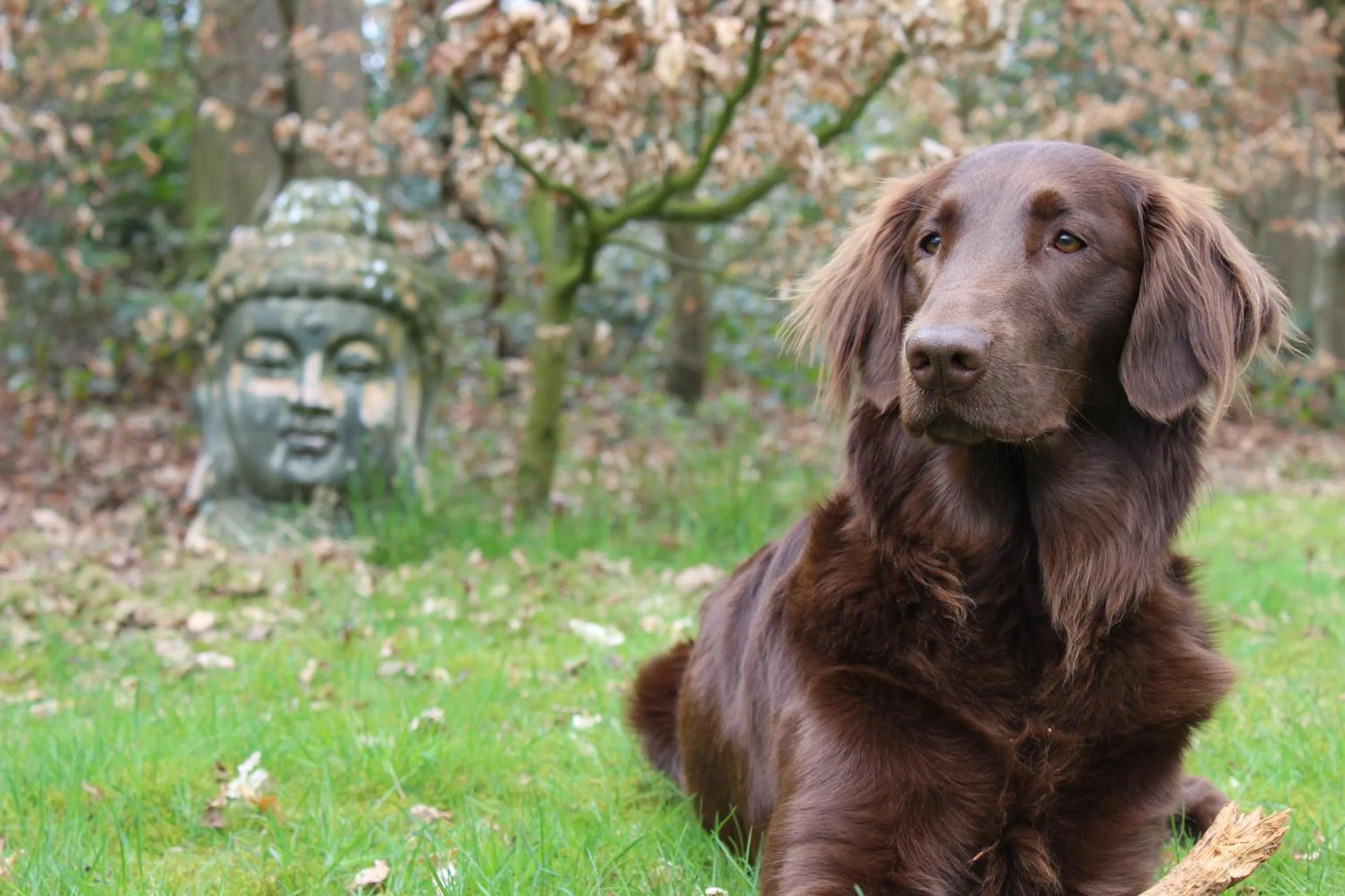 Pets in Landgoedhoeve Vosbergen