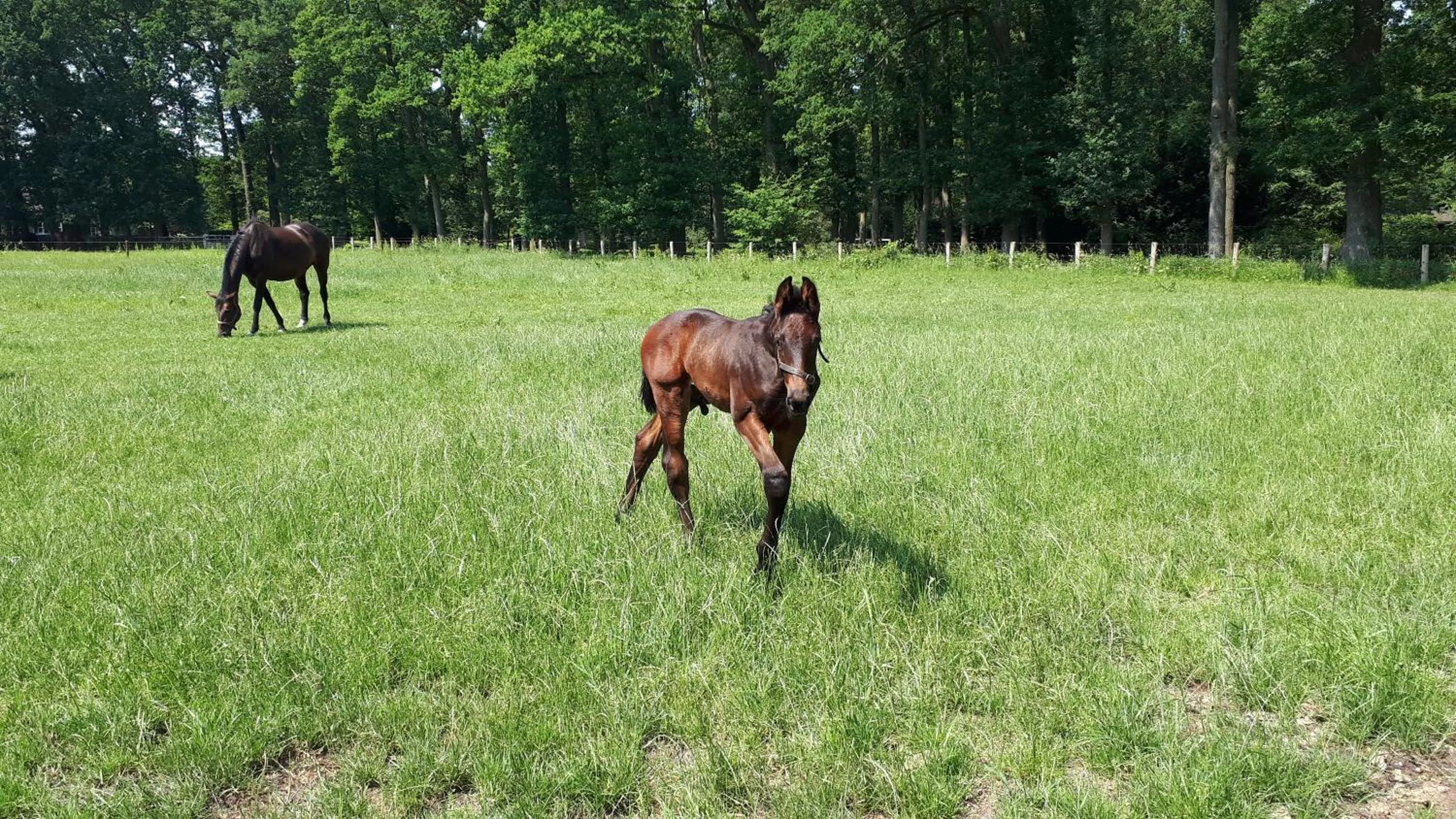 Pets in Landgoedhoeve Vosbergen