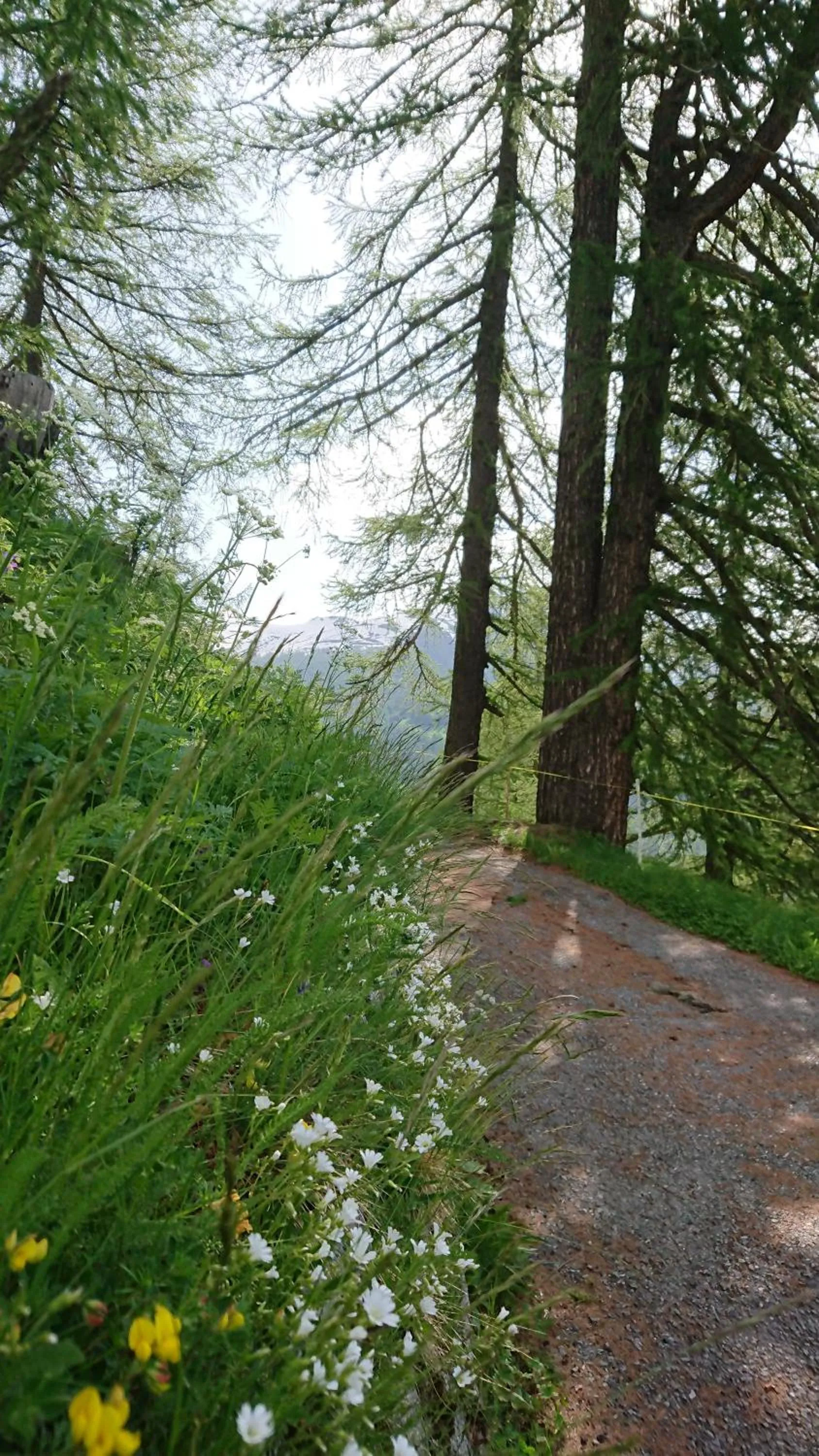 Natural landscape in Hotel Nufenen