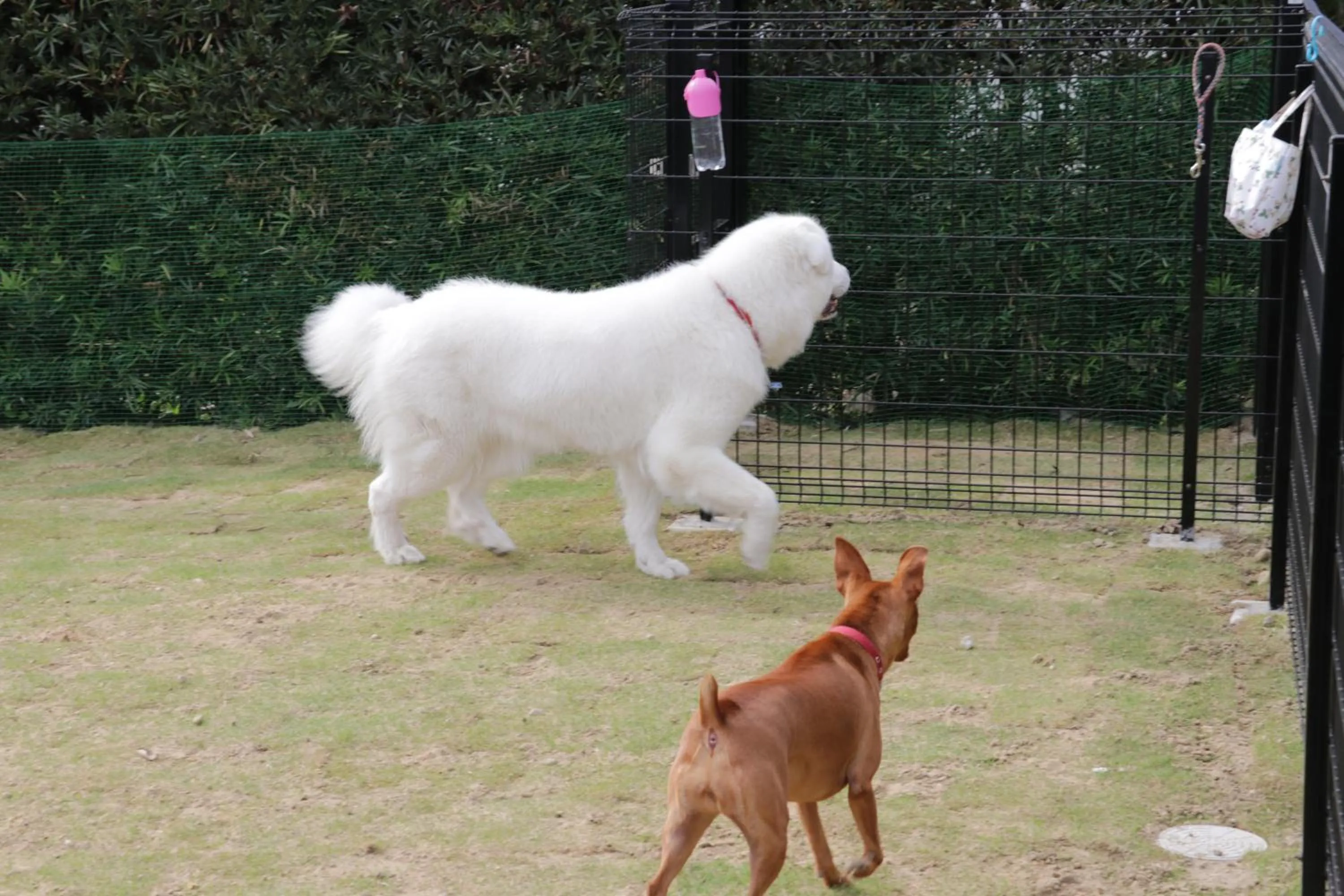Pets in Yado Hanasaku