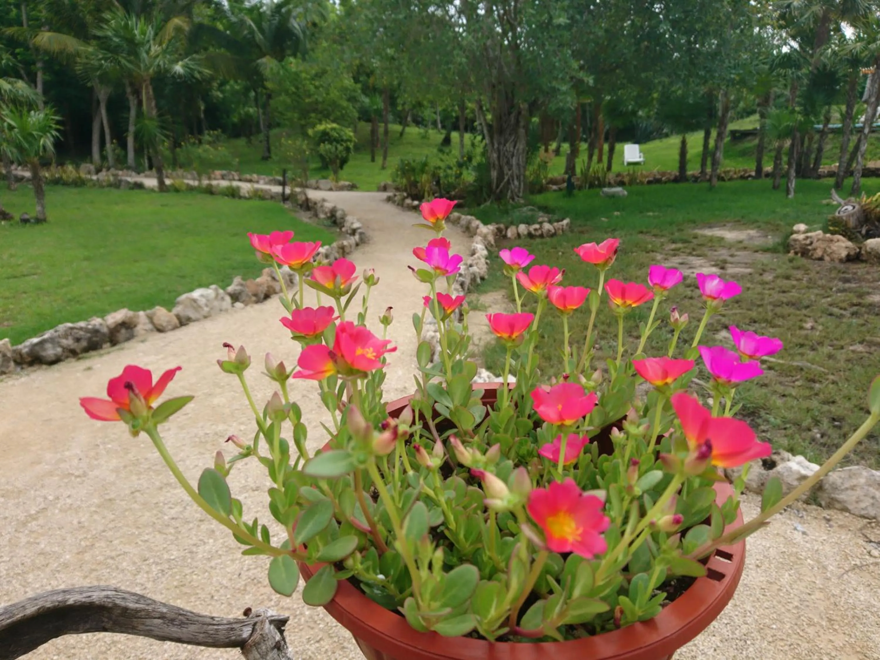 Garden in Hotel El Chital