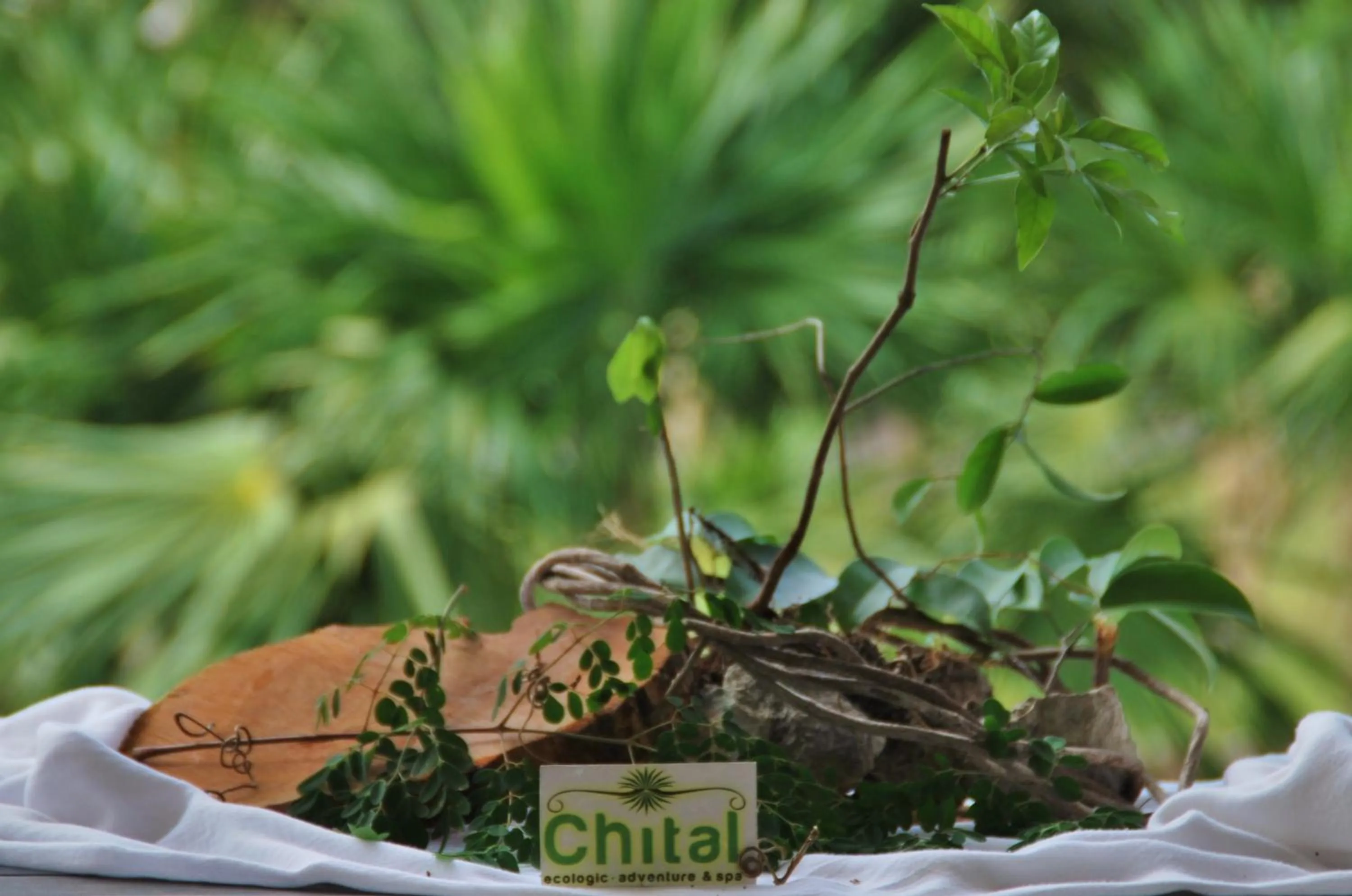 Decorative detail in Hotel El Chital