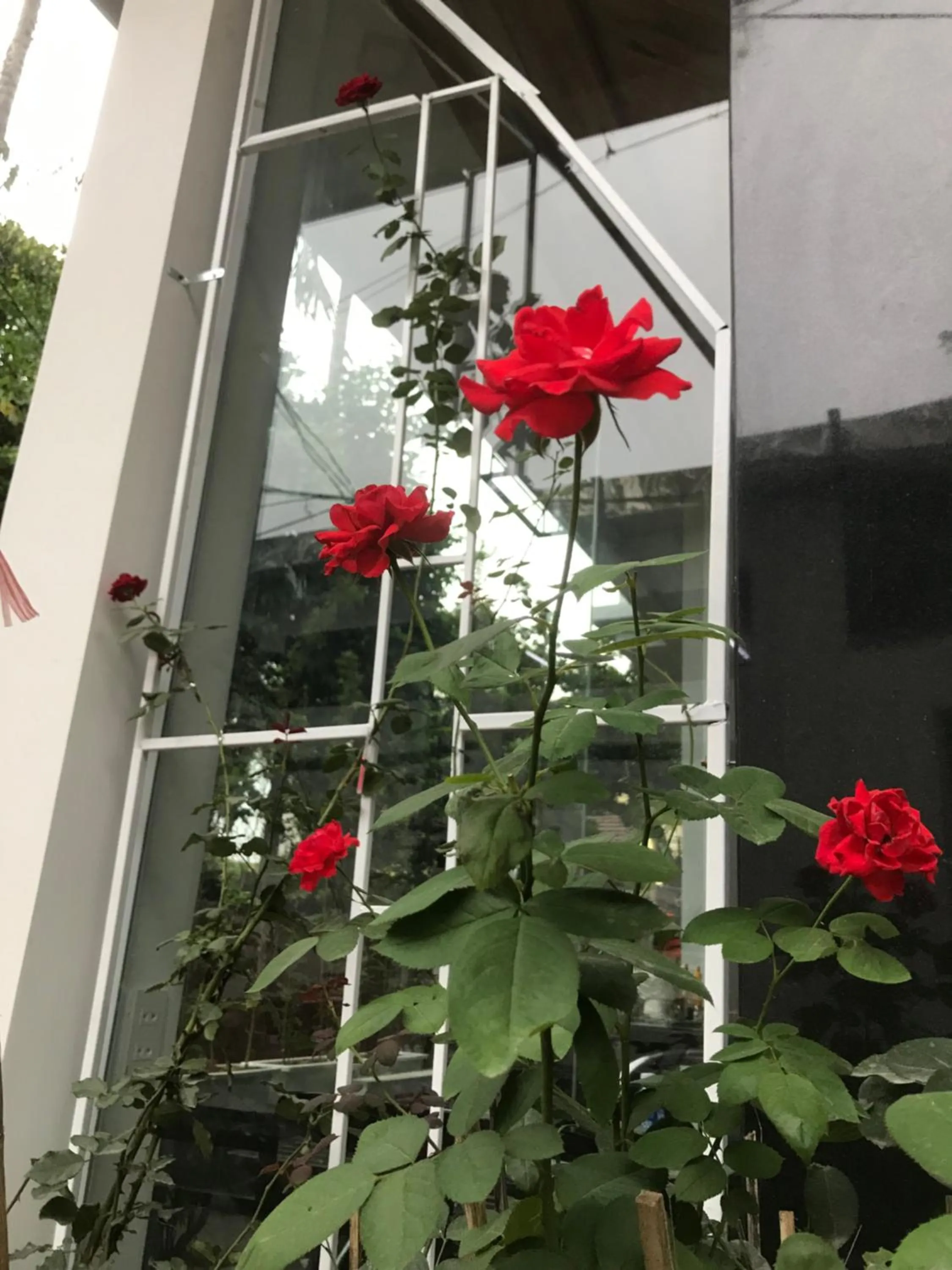 Garden in Hue Four Seasons Hotel