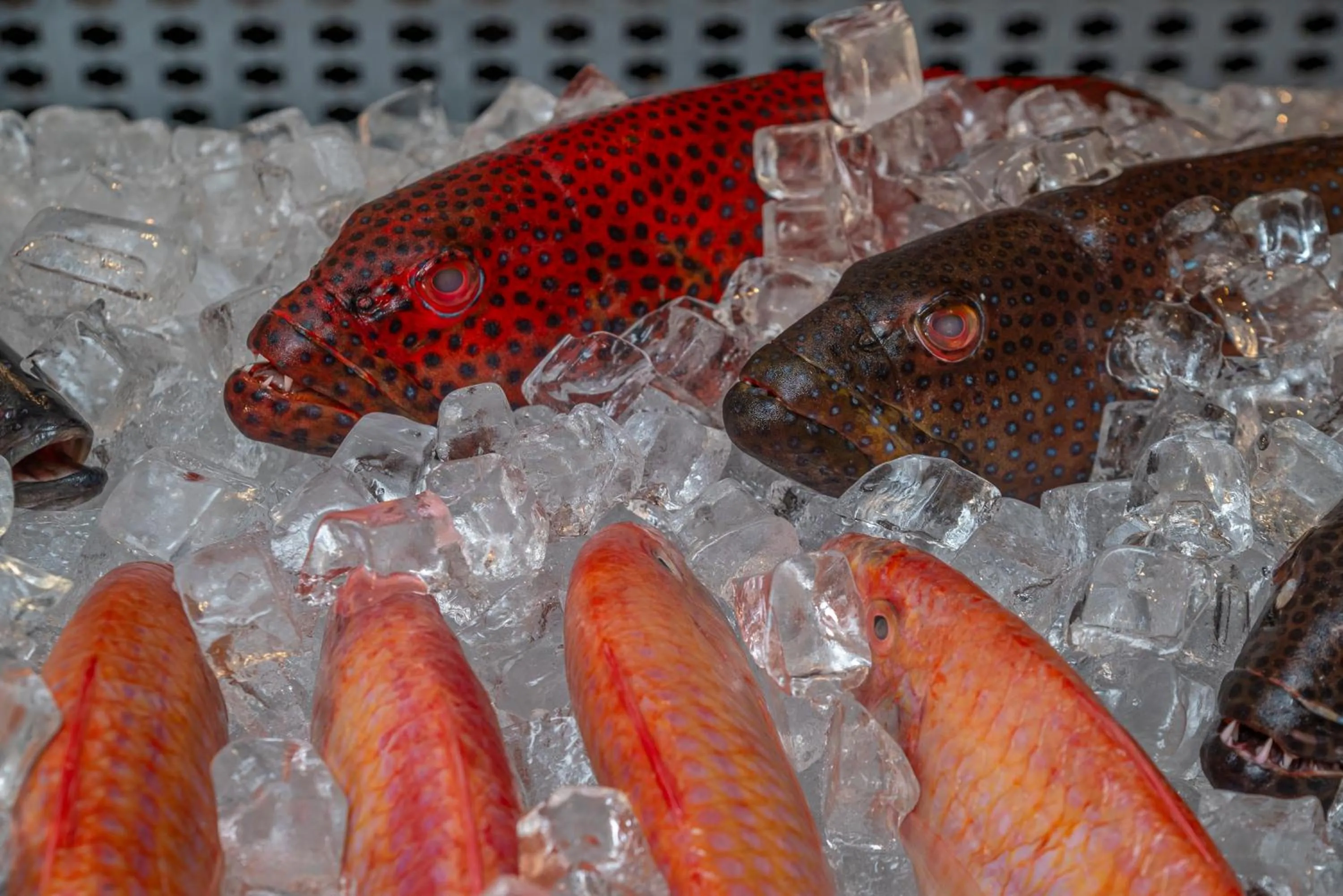 Restaurant/places to eat in The Apartments