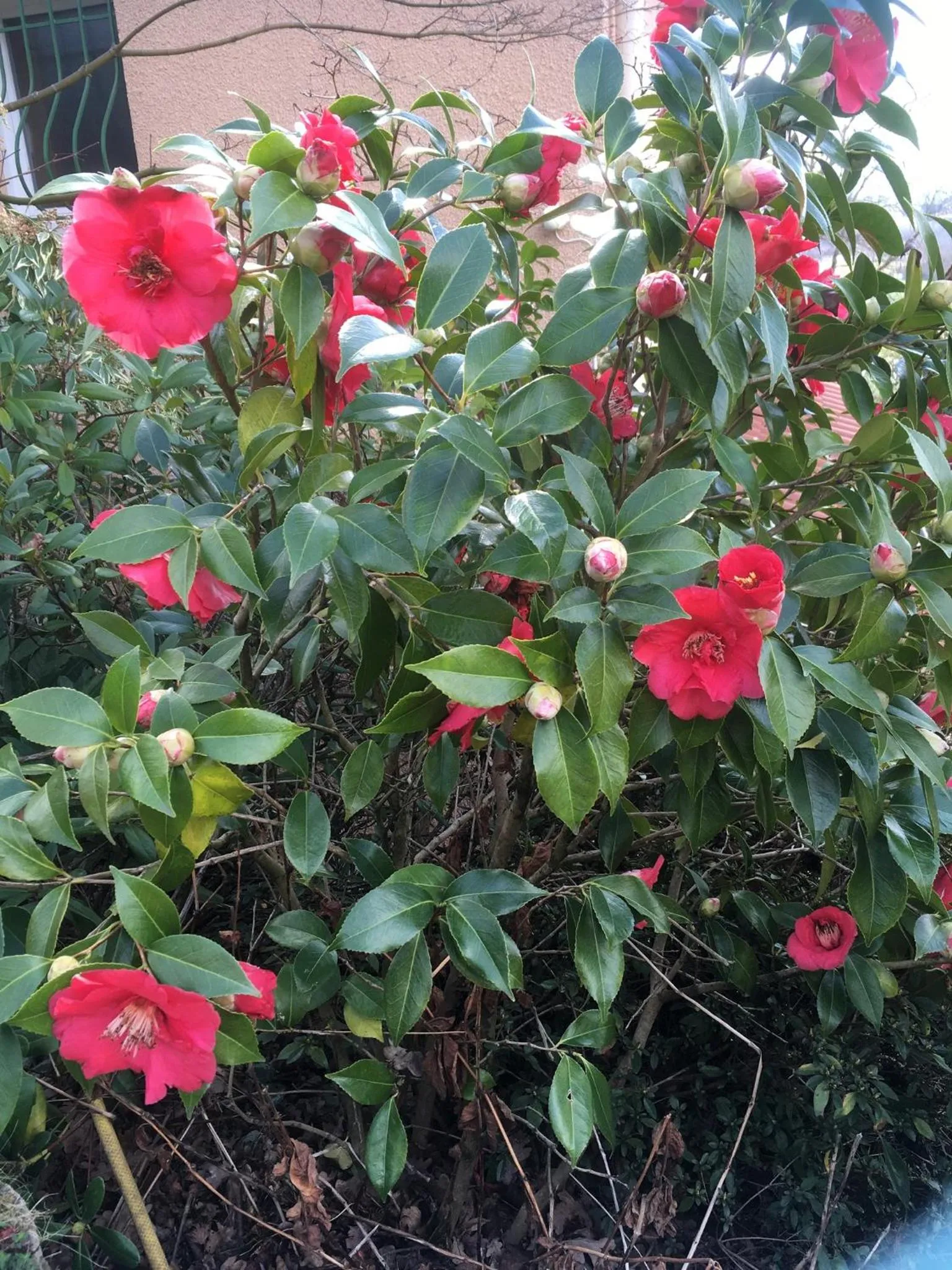 Garden in Le Relais des Malettes Chambres d'hôtes B&B
