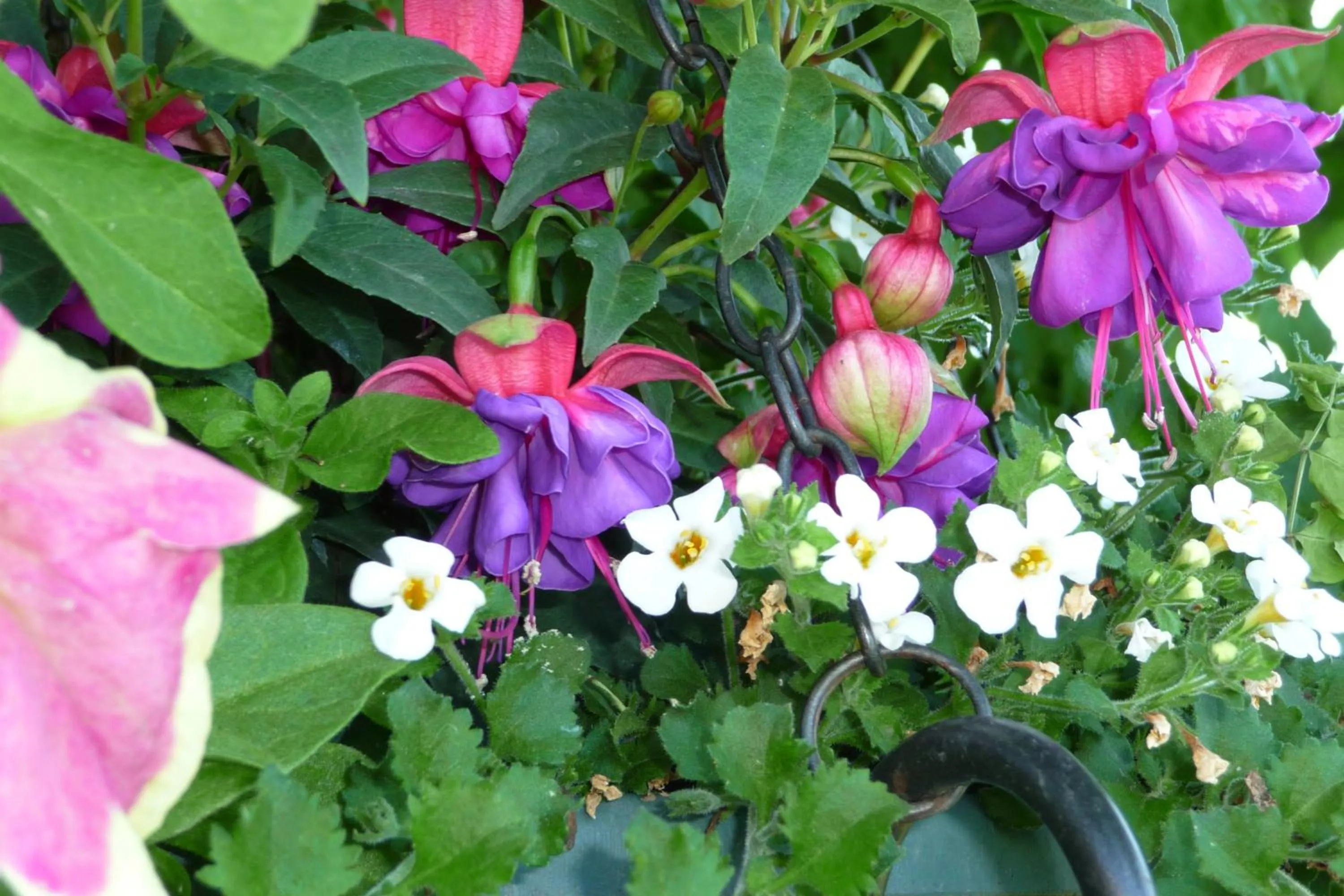 Garden in Le Relais des Malettes Chambres d'hôtes B&B