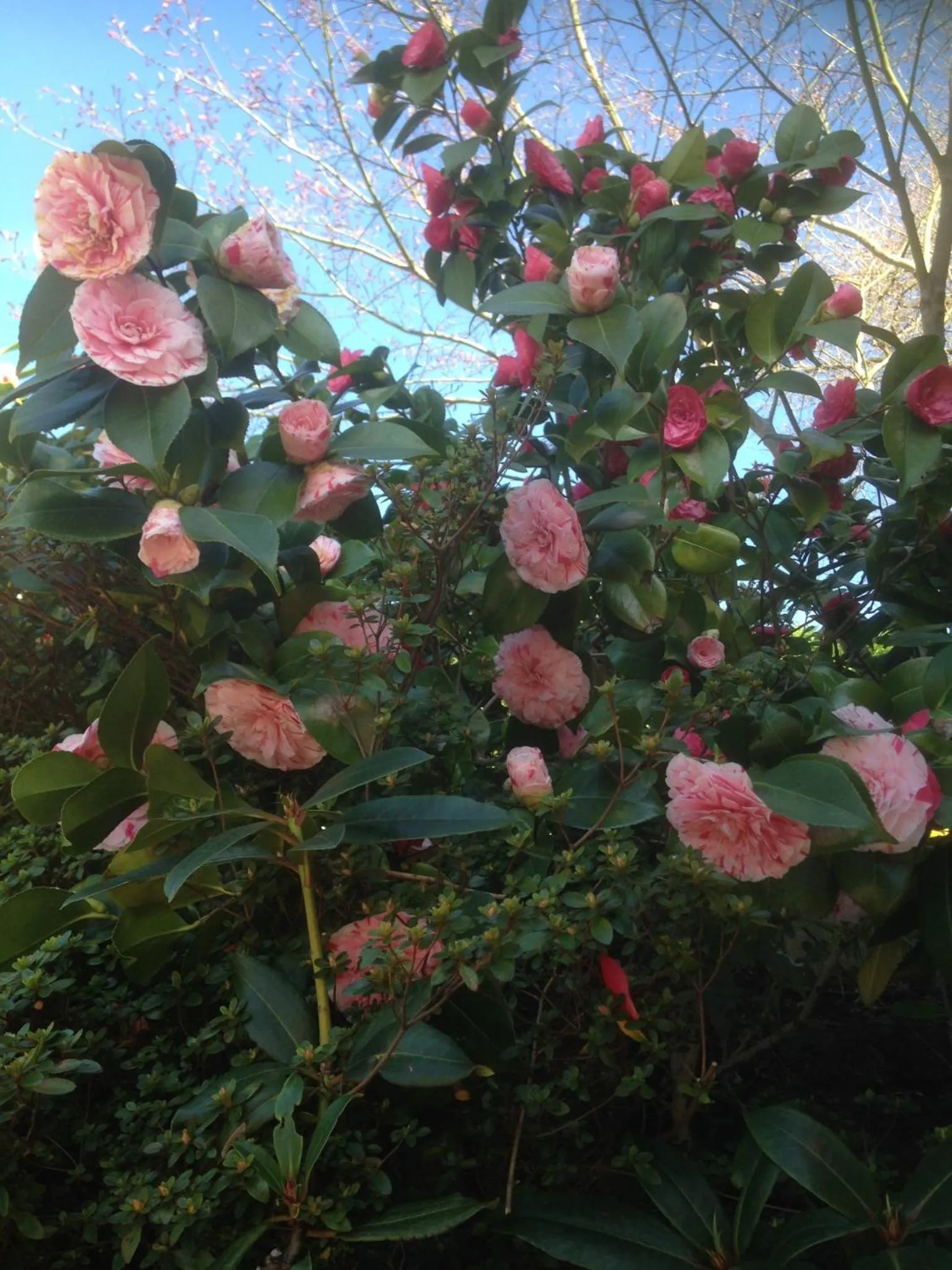Garden in Le Relais des Malettes Chambres d'hôtes B&B