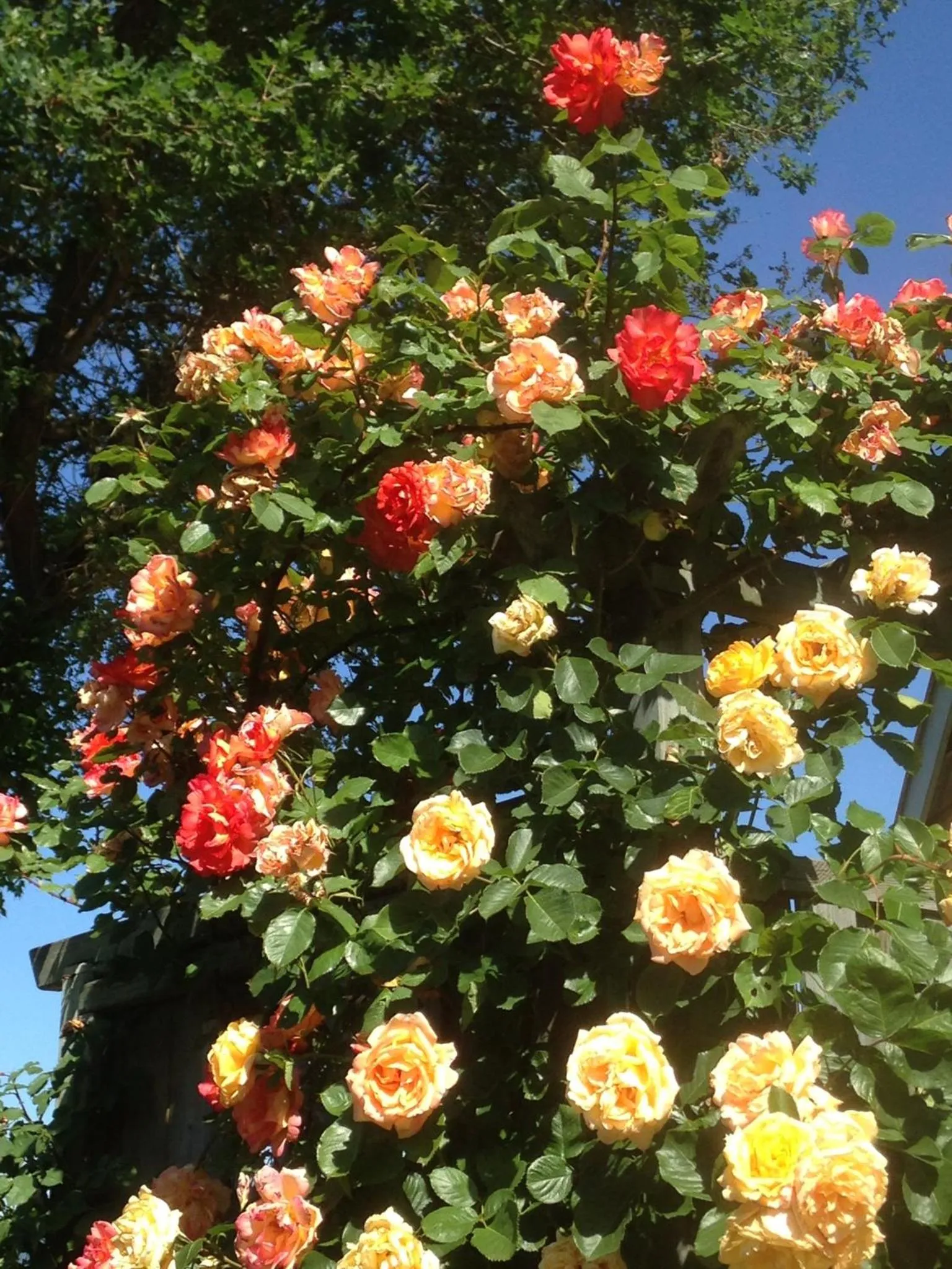 Garden in Le Relais des Malettes Chambres d'hôtes B&B