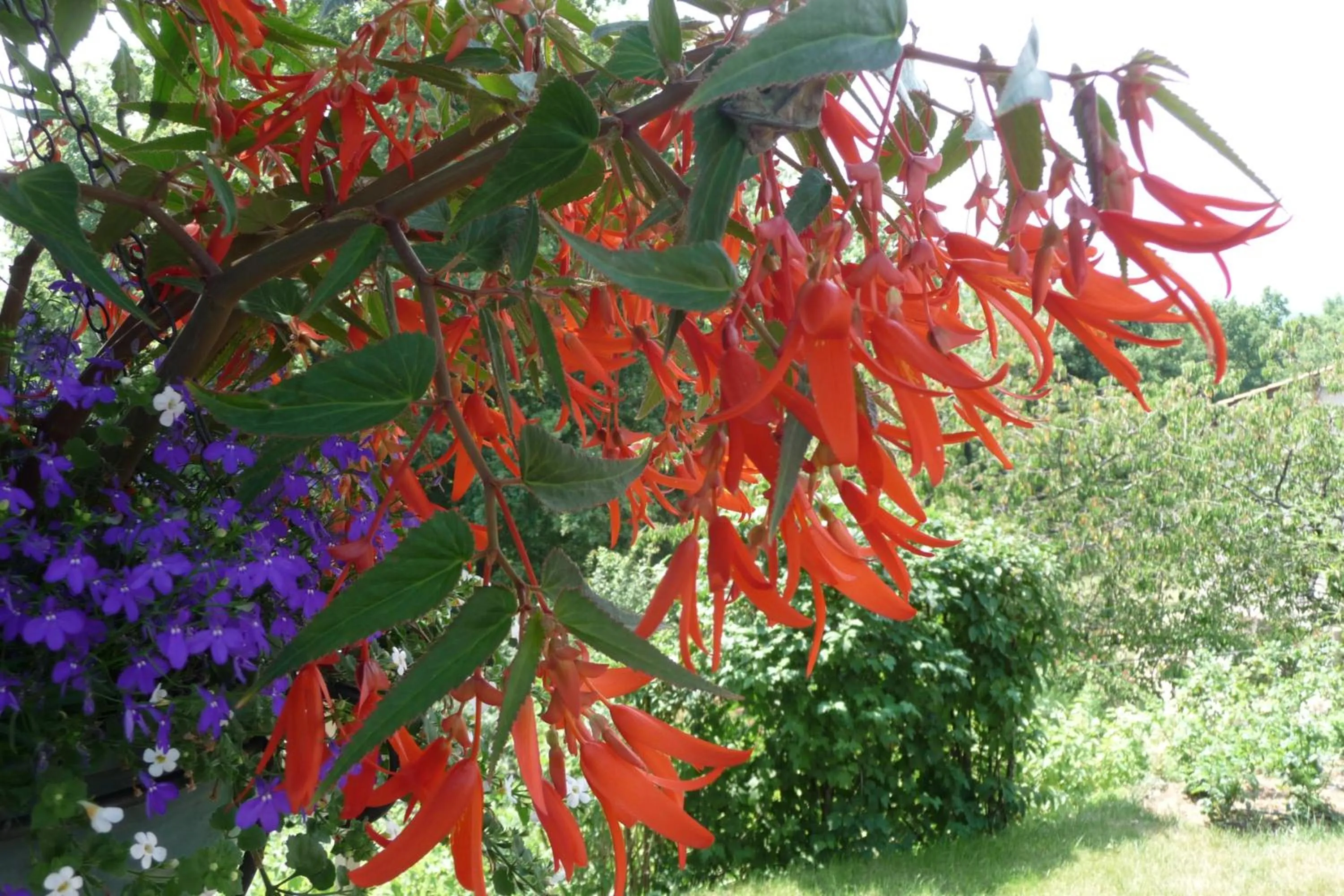 Garden in Le Relais des Malettes Chambres d'hôtes B&B