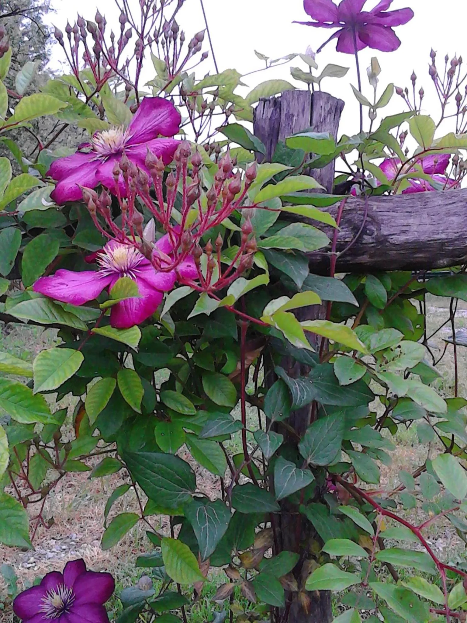 Decorative detail in Cascina delle Mele