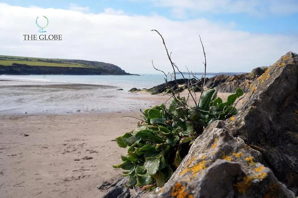 Beach in The Globe Angle