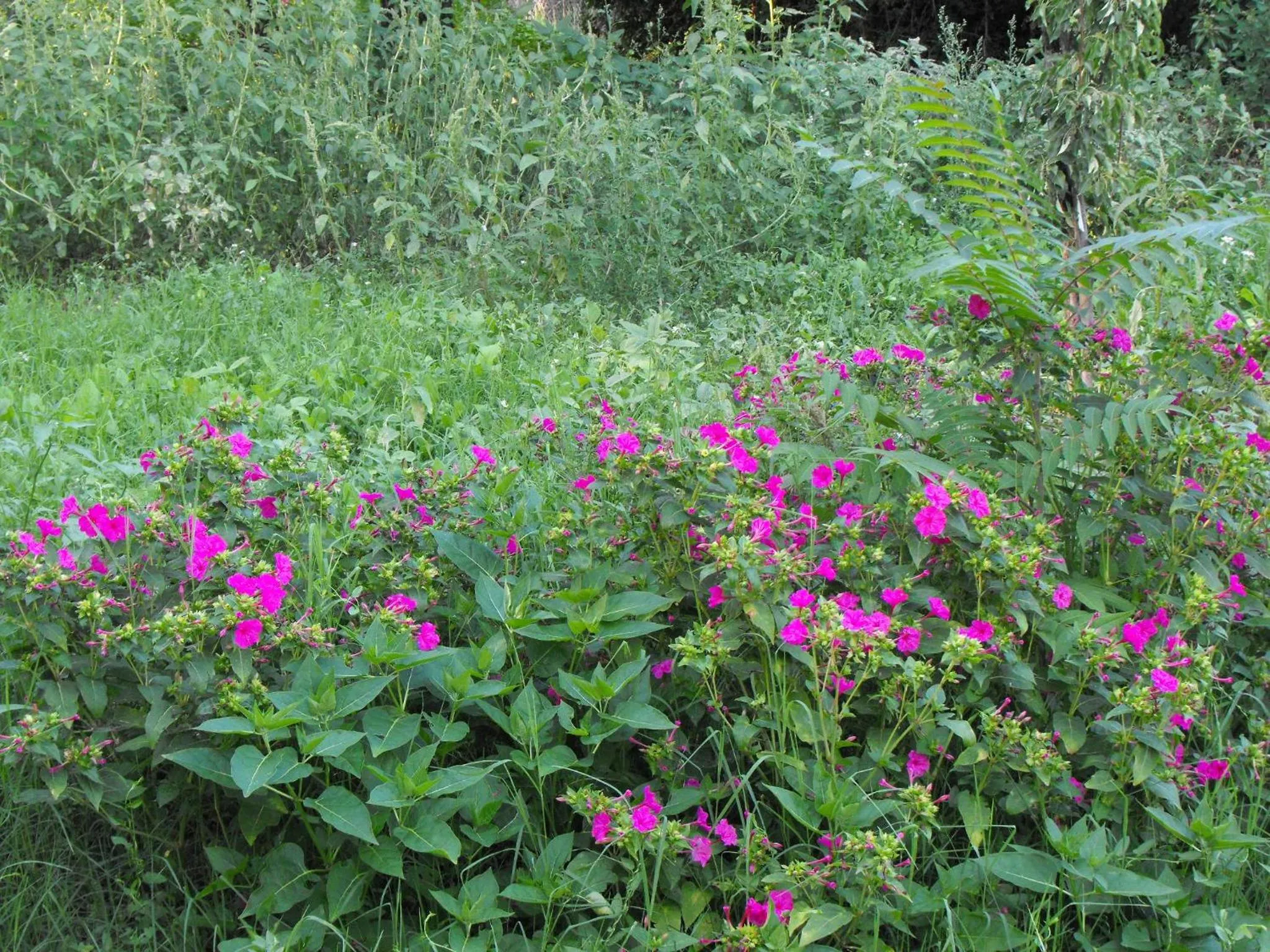 Garden in Villa Trigona